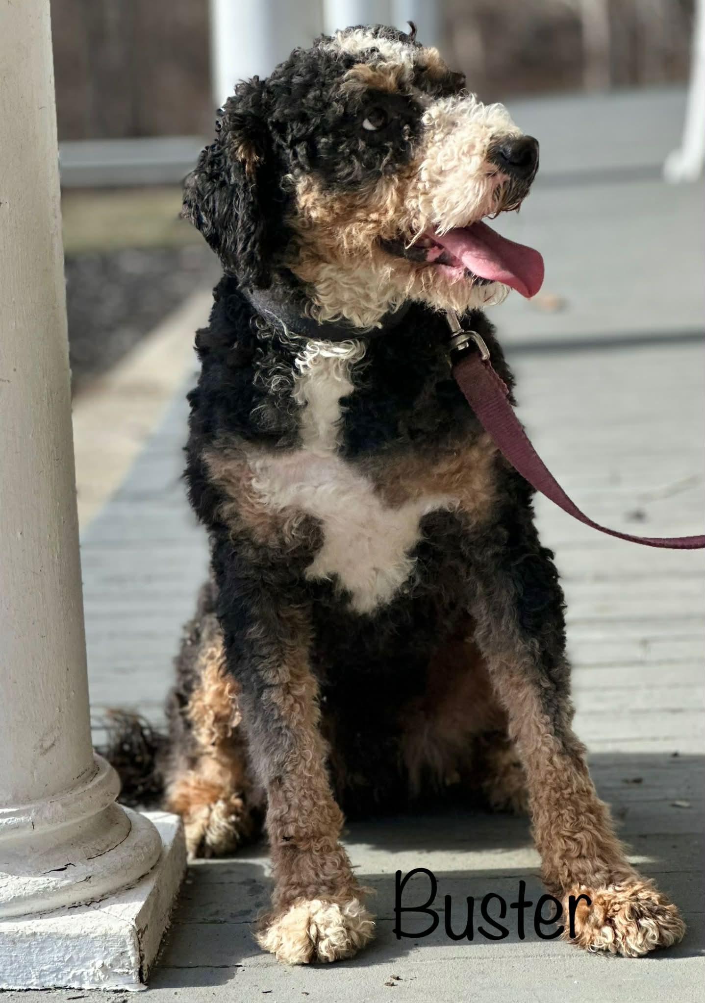 Enlarge Buster, a ADOPTABLE Bernadoodle in Brunswick, ME image 1/1