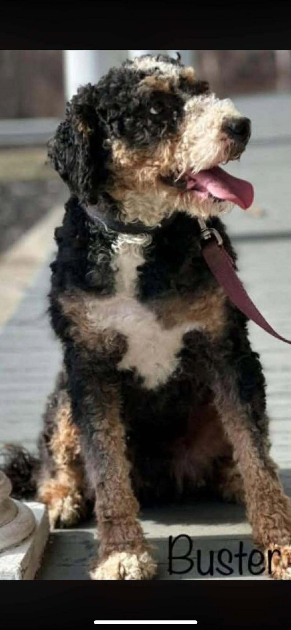 Enlarge Buster, an adopted Bernedoodle in Brunswick, ME image 1/5