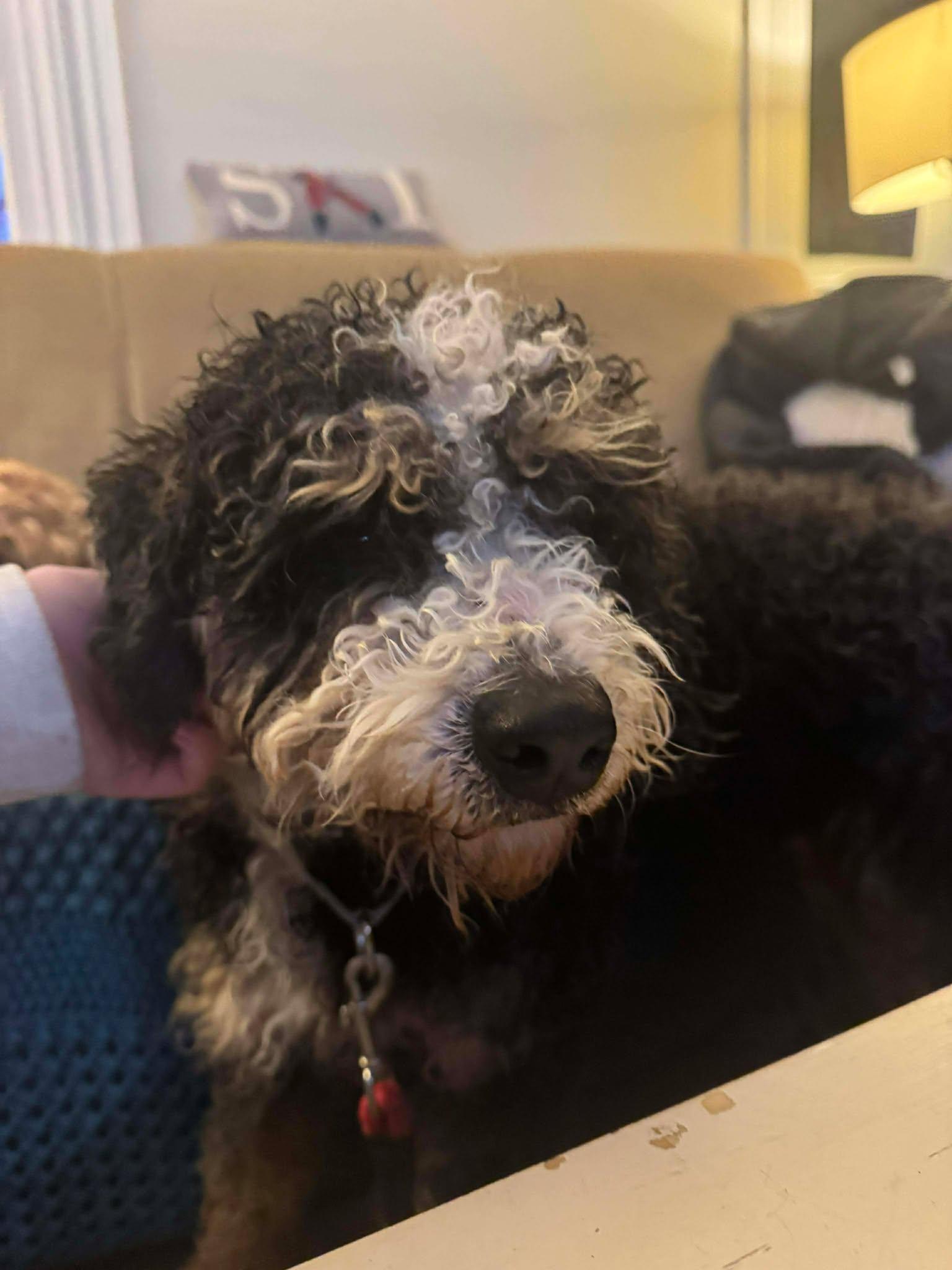 Enlarge Buster, an adopted Bernedoodle in Brunswick, ME image 3/5