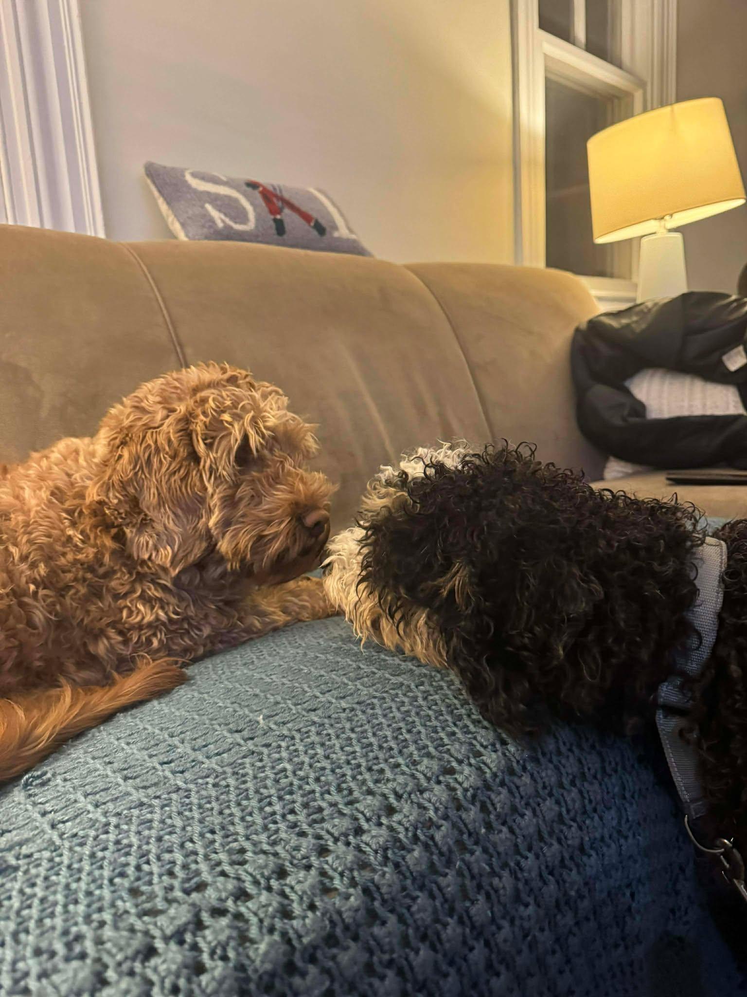 Enlarge Buster, an adopted Bernedoodle in Brunswick, ME image 4/5