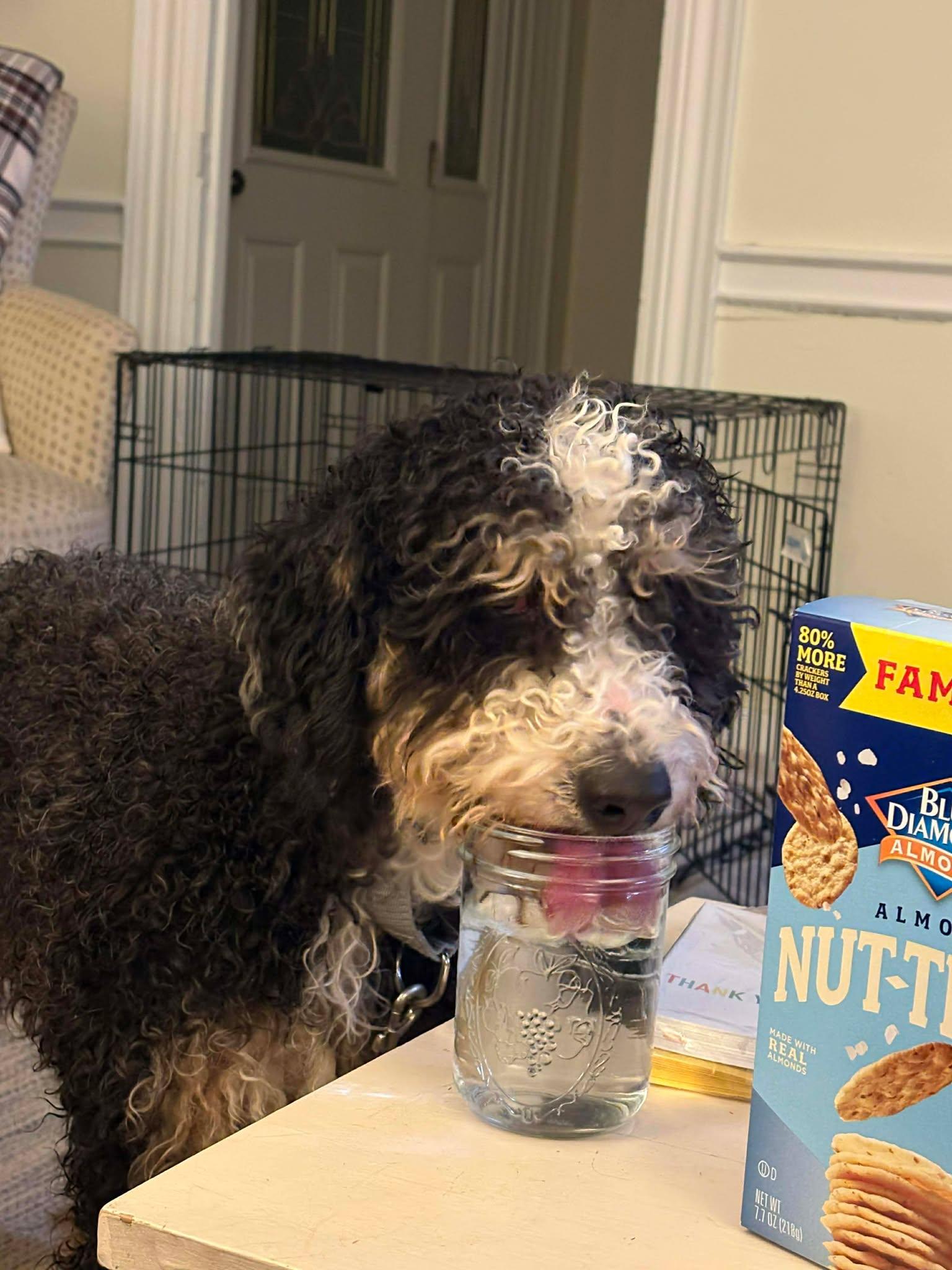 Enlarge Buster, an adopted Bernedoodle in Brunswick, ME image 5/5