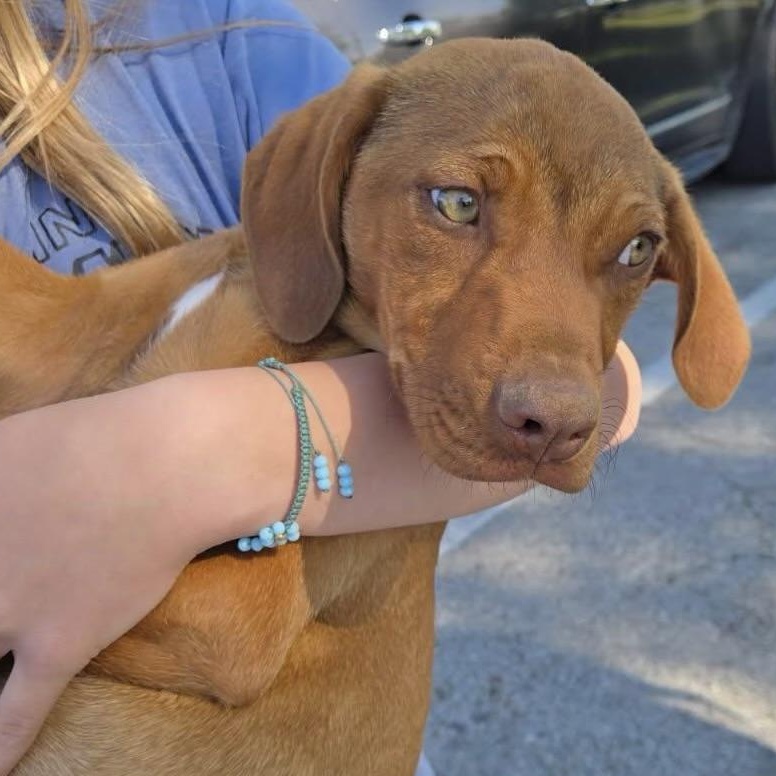April, adoptable, Puppy Female Rhodesian Ridgeback.