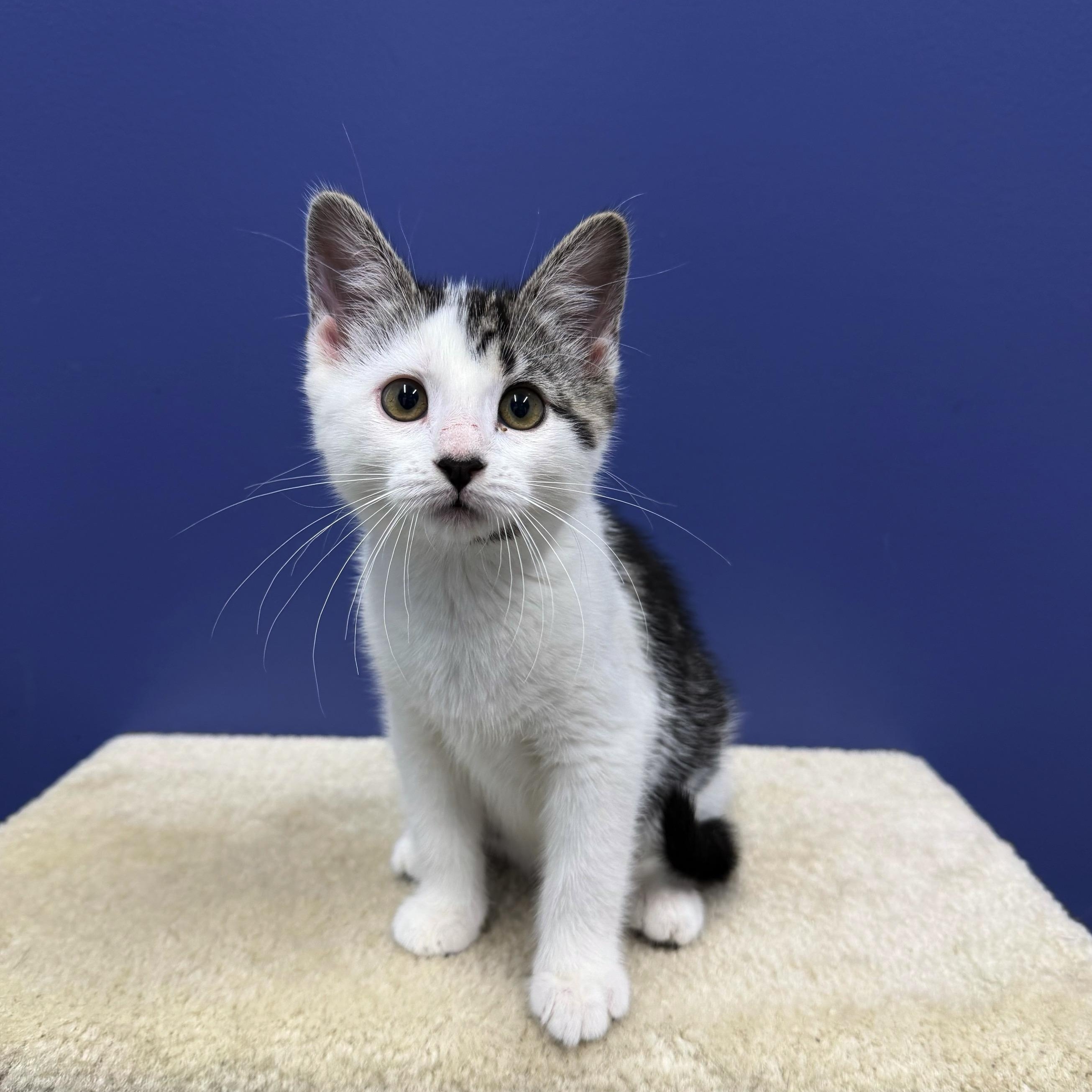 Lizzy, a Adoptable mixed breed in High Ridge, MO image 2/5