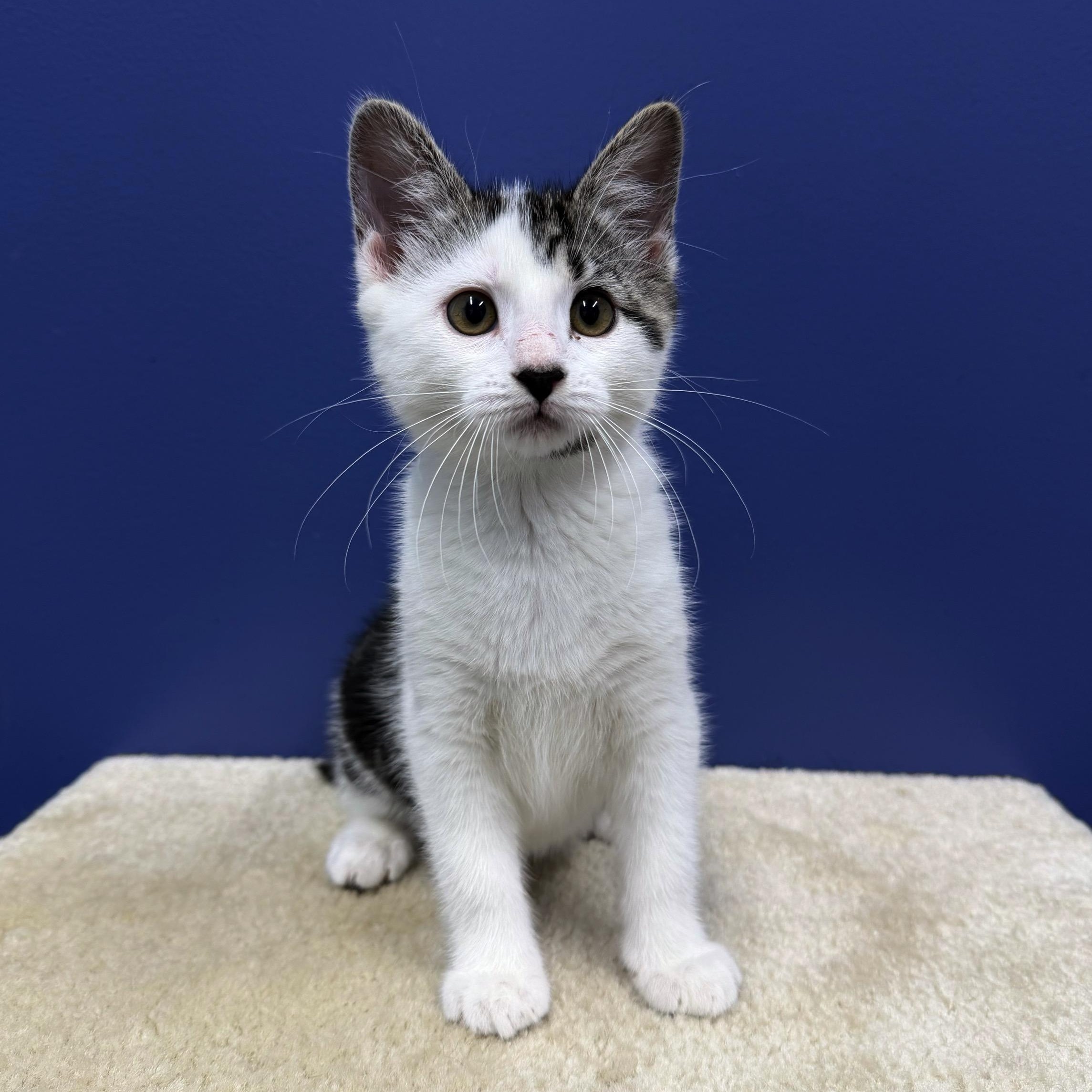 Lizzy, a Adoptable mixed breed in High Ridge, MO image 1/5