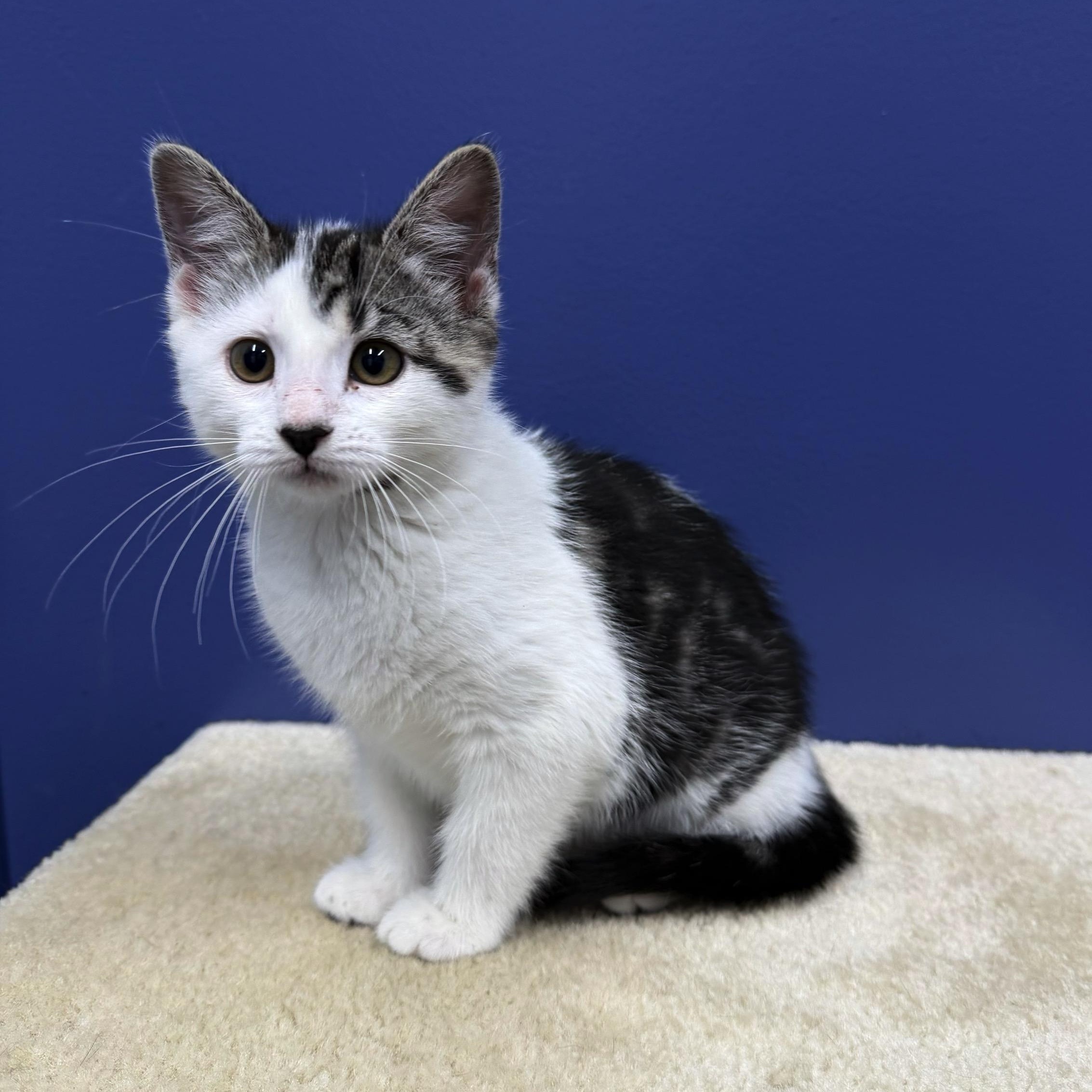 Lizzy, a Adoptable mixed breed in High Ridge, MO image 3/5