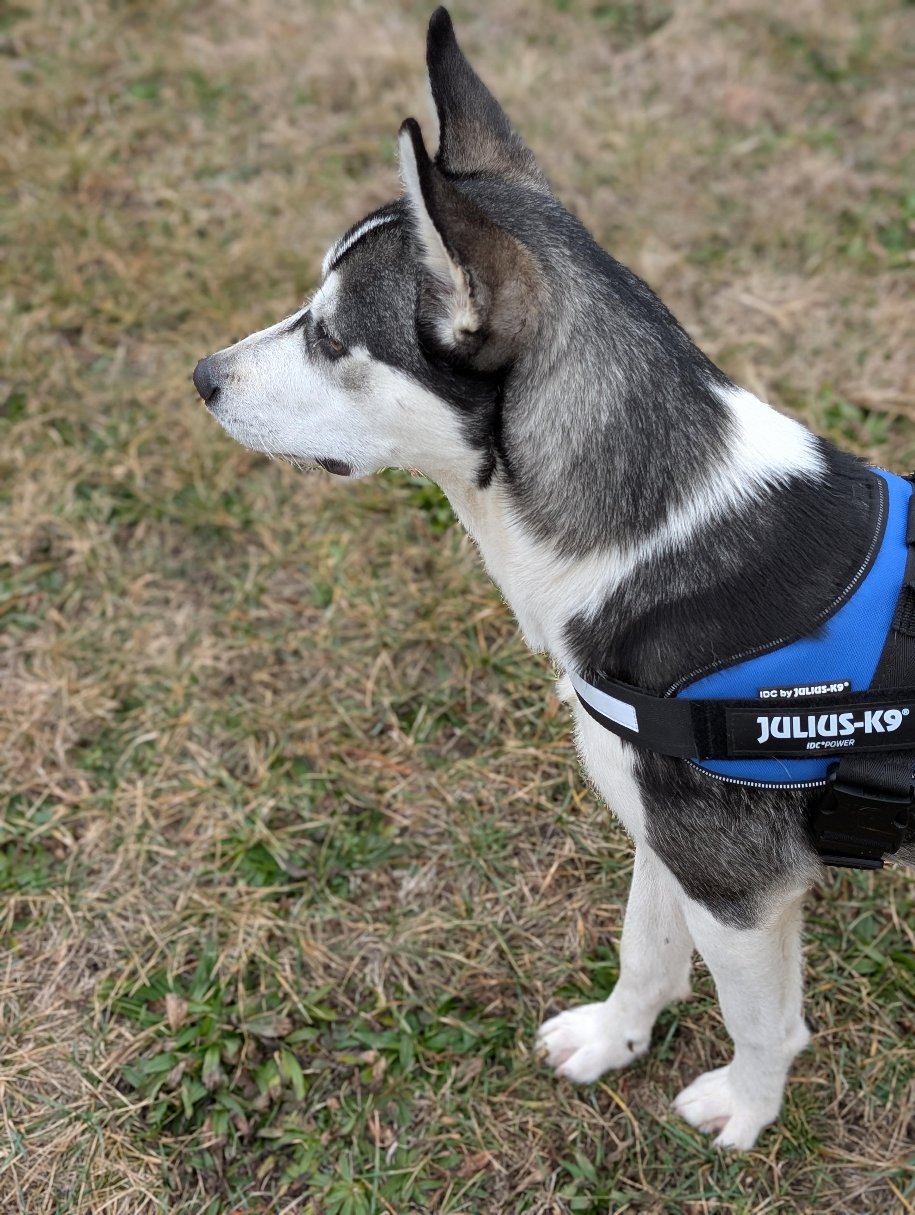 Enlarge Quinn, an adoptable Husky in Tilton, IL image 5/5