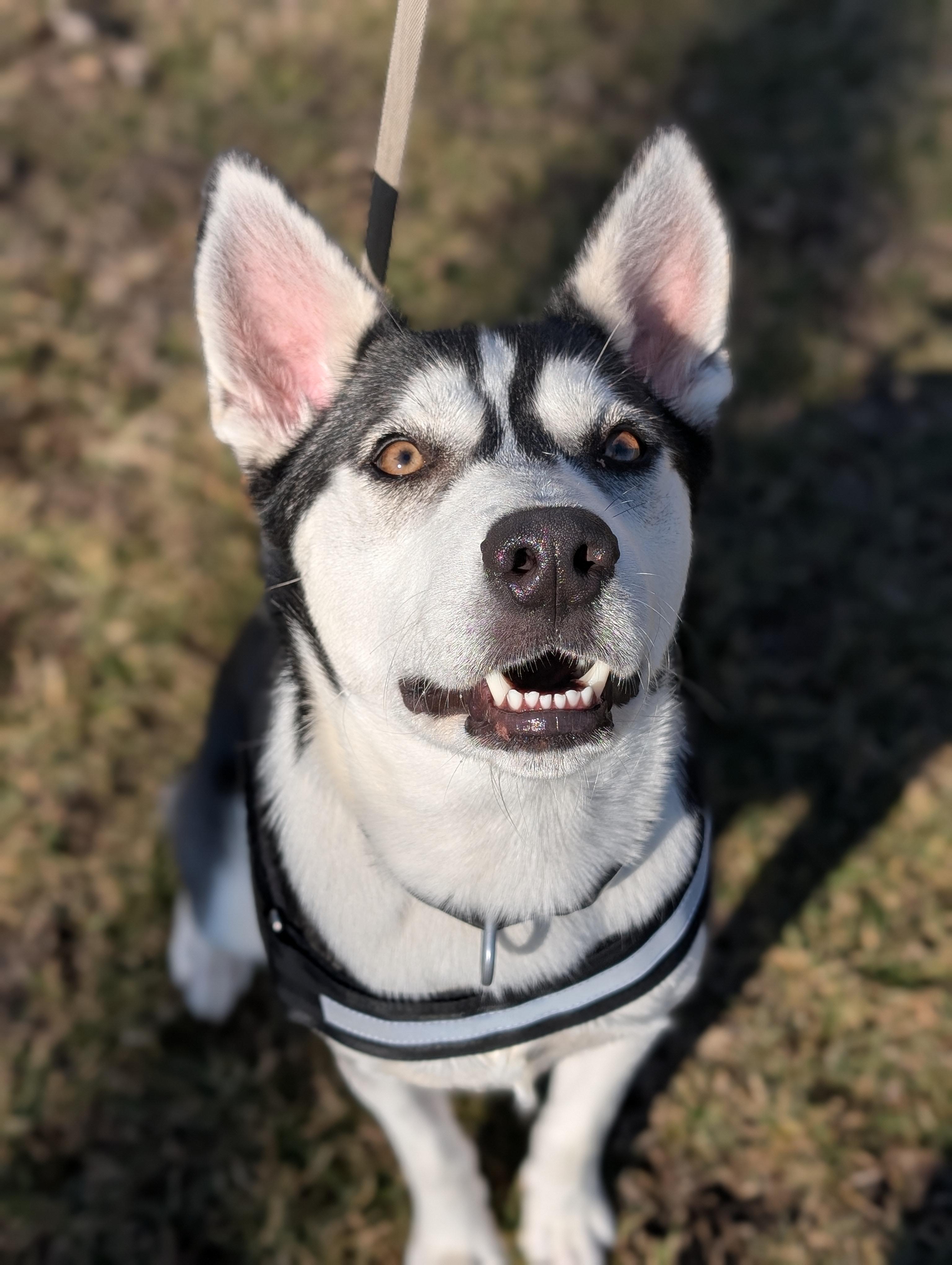 Enlarge Quinn, an adoptable Husky in Tilton, IL image 4/5