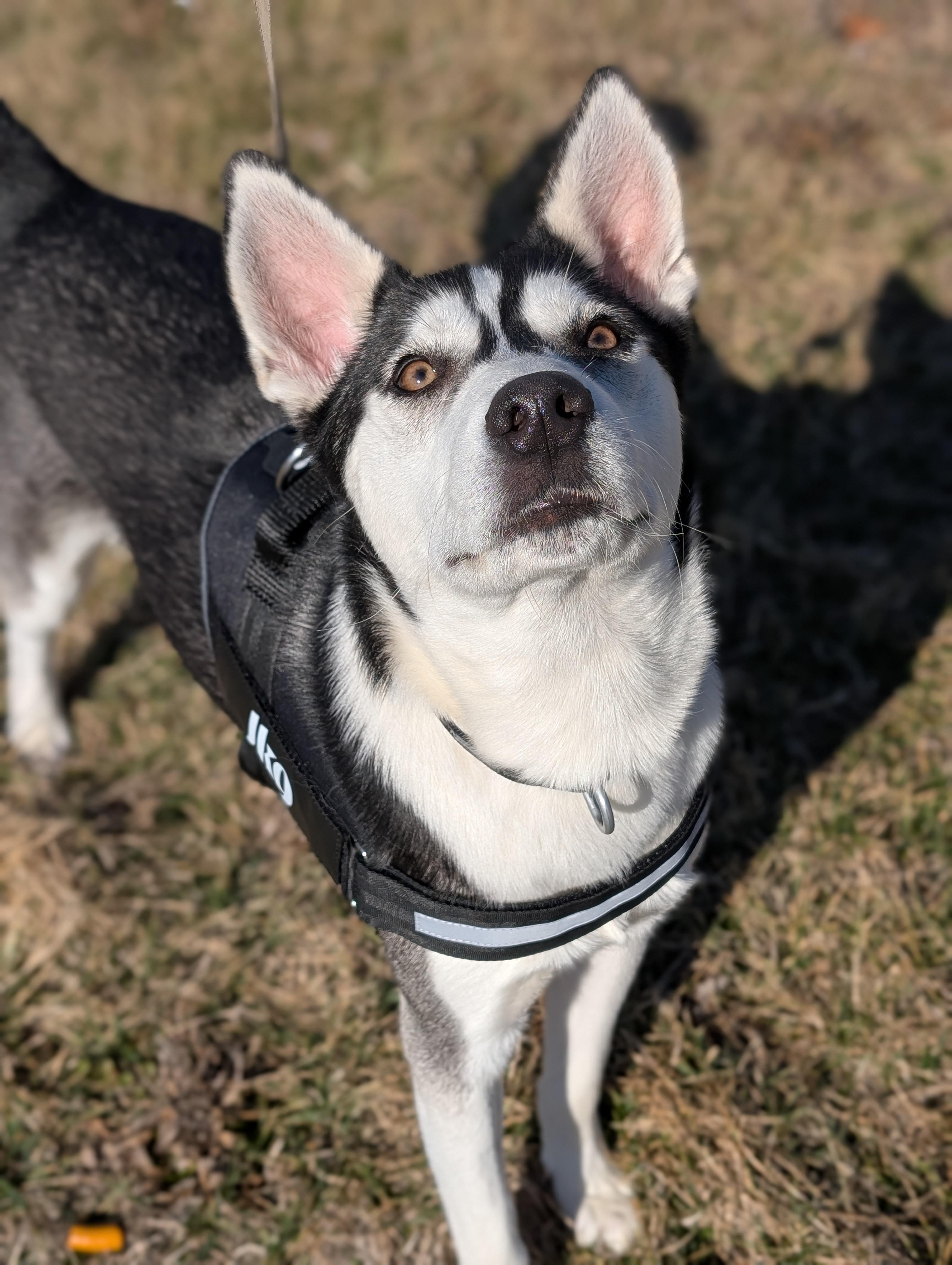 Enlarge Quinn, an adoptable Husky in Tilton, IL image 3/5
