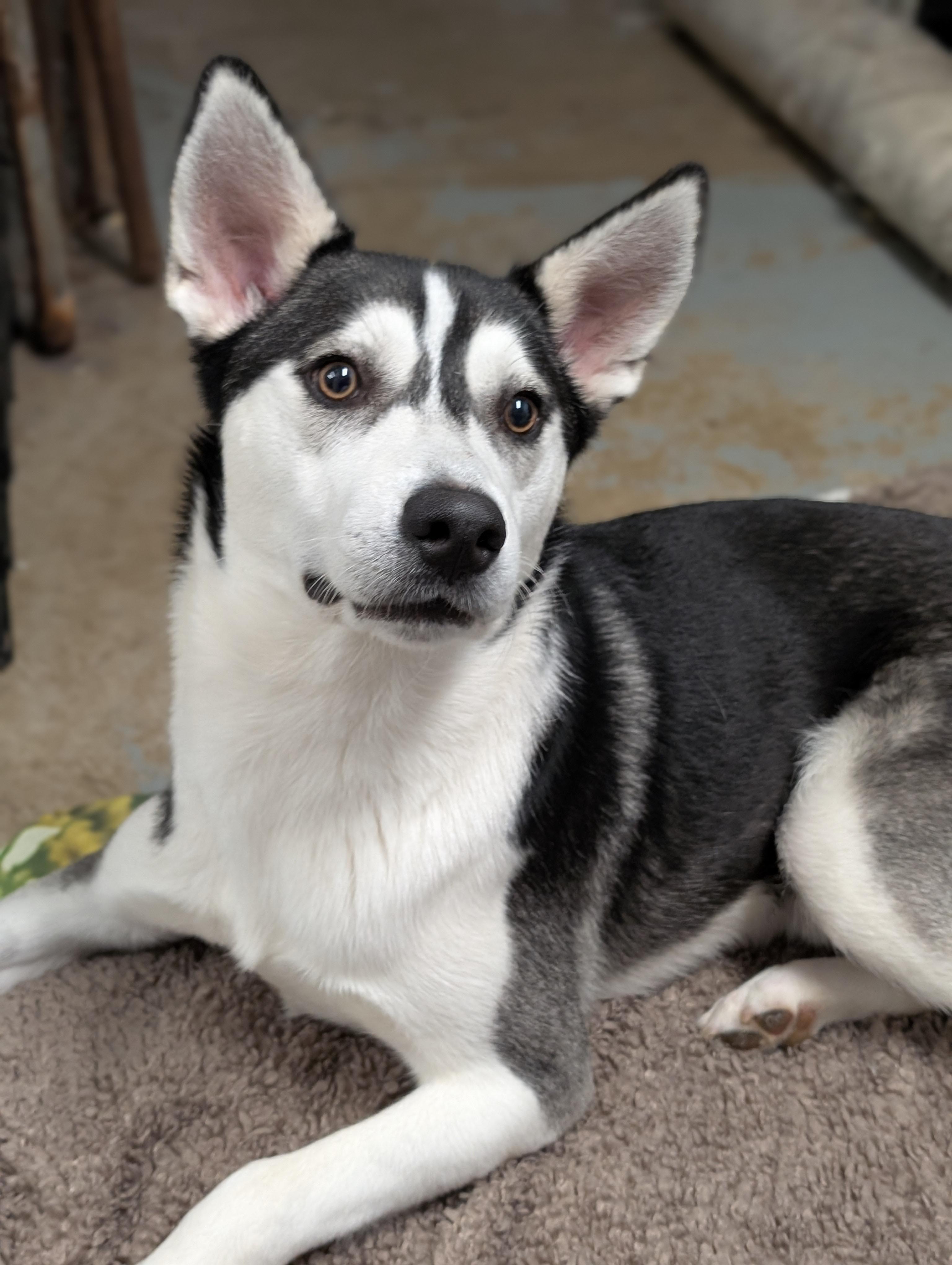 Quinn, adoptable, Young Male Husky.