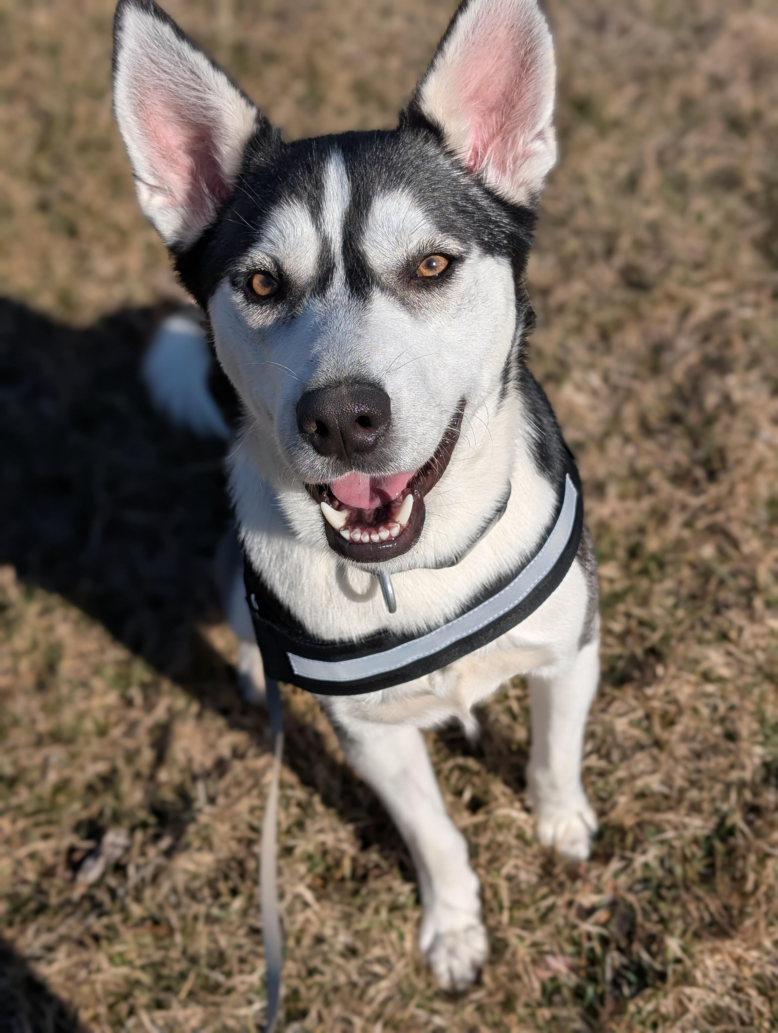 Enlarge Quinn, an adoptable Husky in Tilton, IL image 2/5