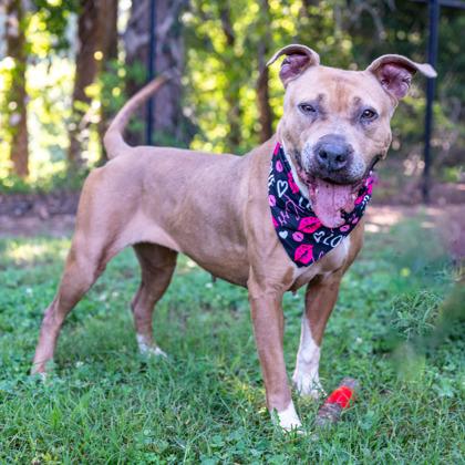Princess Peach, Adoptable, Adult Female Mixed Breed & Mixed Breed.