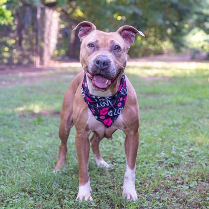 Princess Peach, a Adoptable Mixed Breed in Chamblee, GA image 2/3