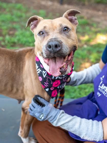 Princess Peach, a Adoptable Mixed Breed in Chamblee, GA image 3/3