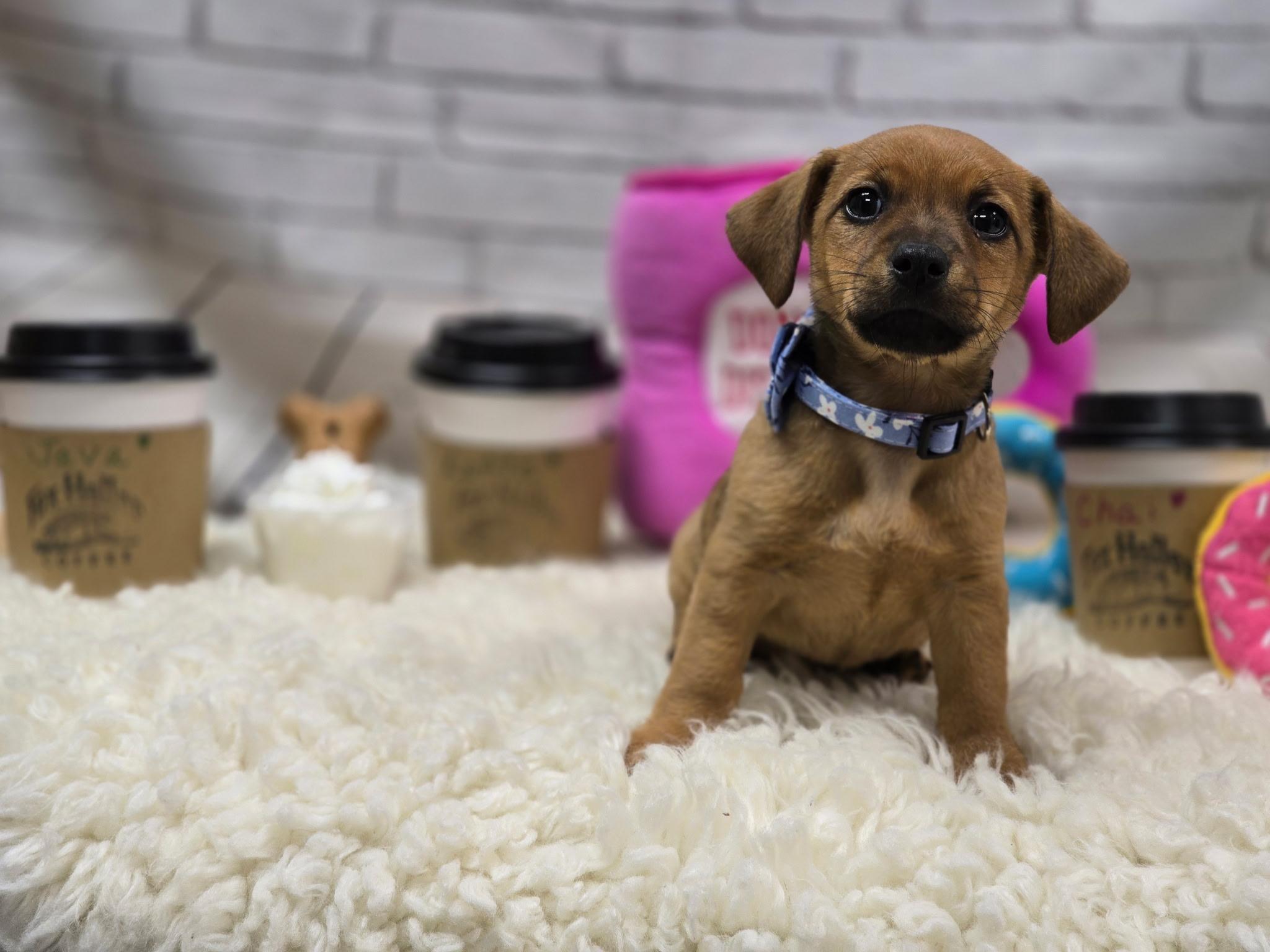 Enlarge Chai, an adopted mixed breed in Effingham, IL image 2/4