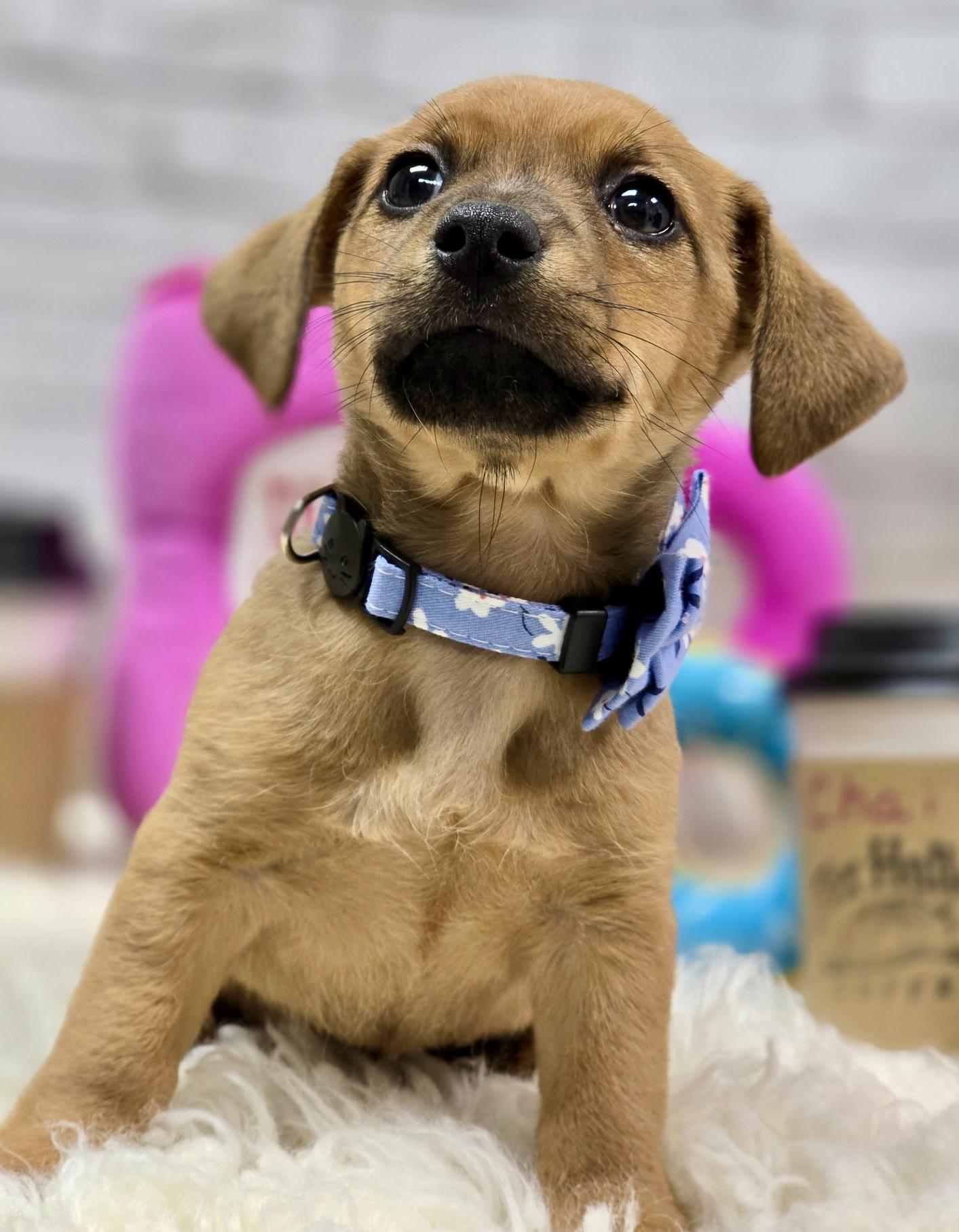 Enlarge Chai, an adopted mixed breed in Effingham, IL image 4/4