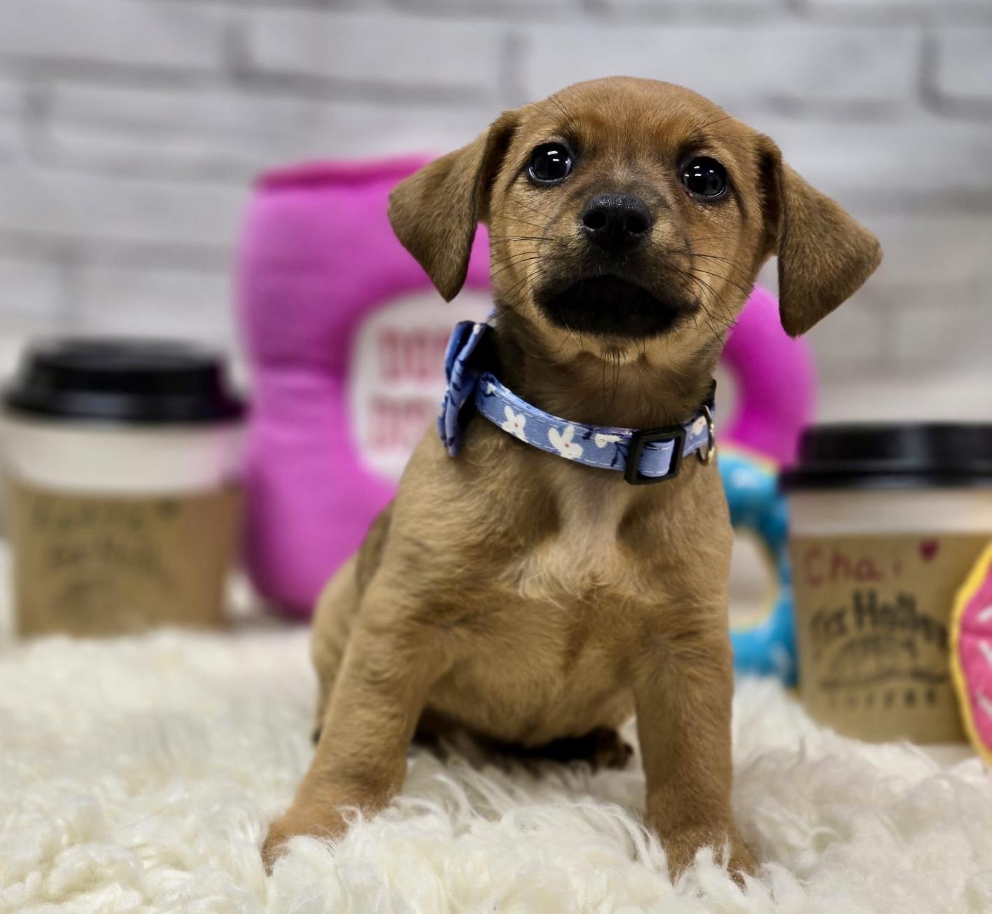 Enlarge Chai, an adopted mixed breed in Effingham, IL image 1/4