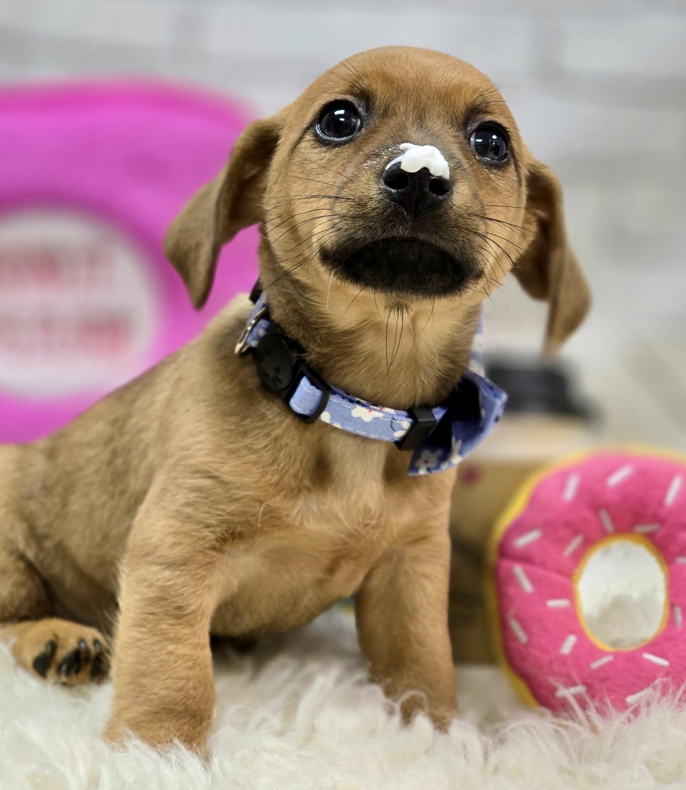 Enlarge Chai, an adopted mixed breed in Effingham, IL image 3/4