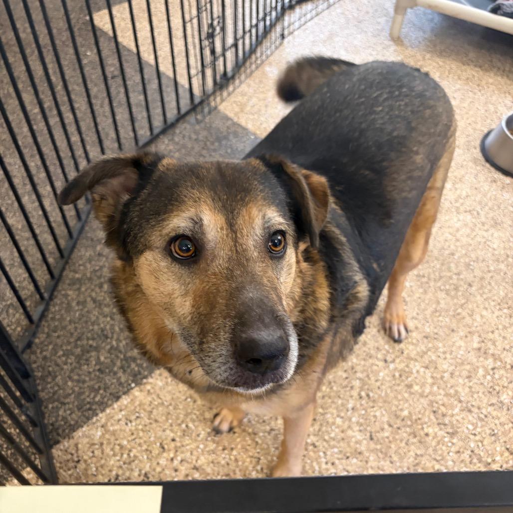Stanley, a Adoptable mixed breed in Kerrville, TX image 1/6