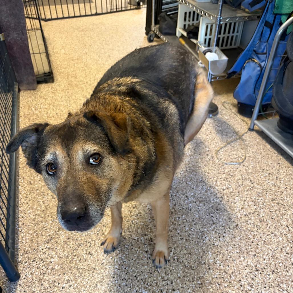 Stanley, a Adoptable mixed breed in Kerrville, TX image 2/6
