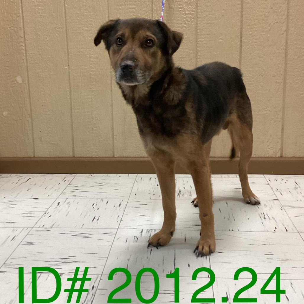 Enlarge Stanley, a Adoptable mixed breed in Kerrville, TX image 2/5