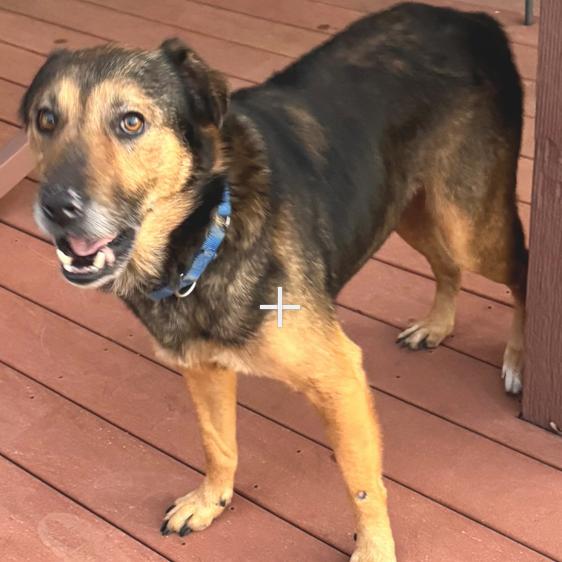 Enlarge Stanley, a Adoptable mixed breed in Kerrville, TX image 3/5