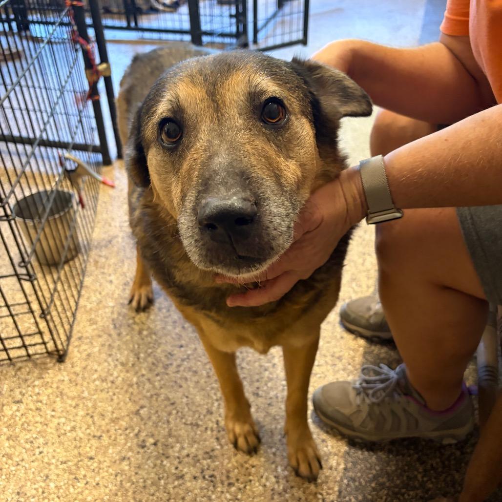 Stanley, a Adoptable mixed breed in Kerrville, TX image 3/6