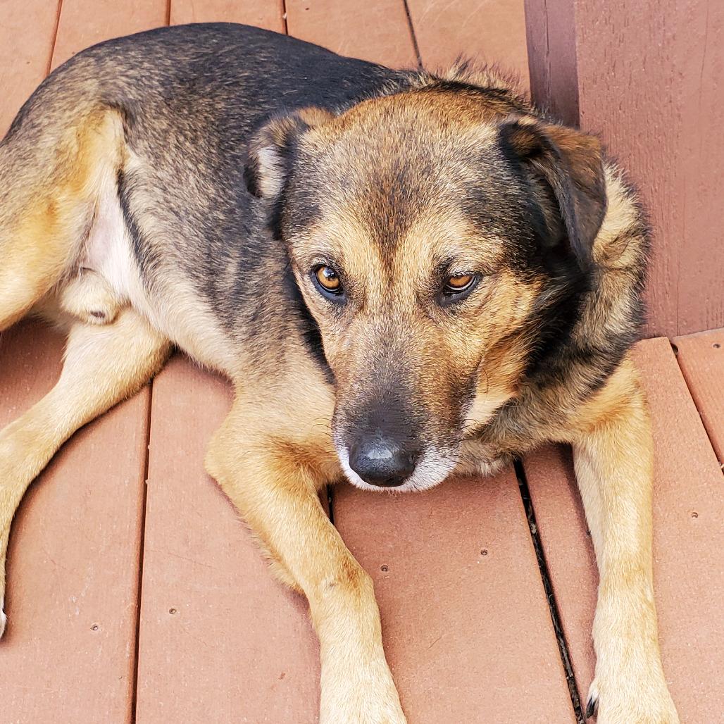 Enlarge Stanley, a Adoptable mixed breed in Kerrville, TX image 4/5