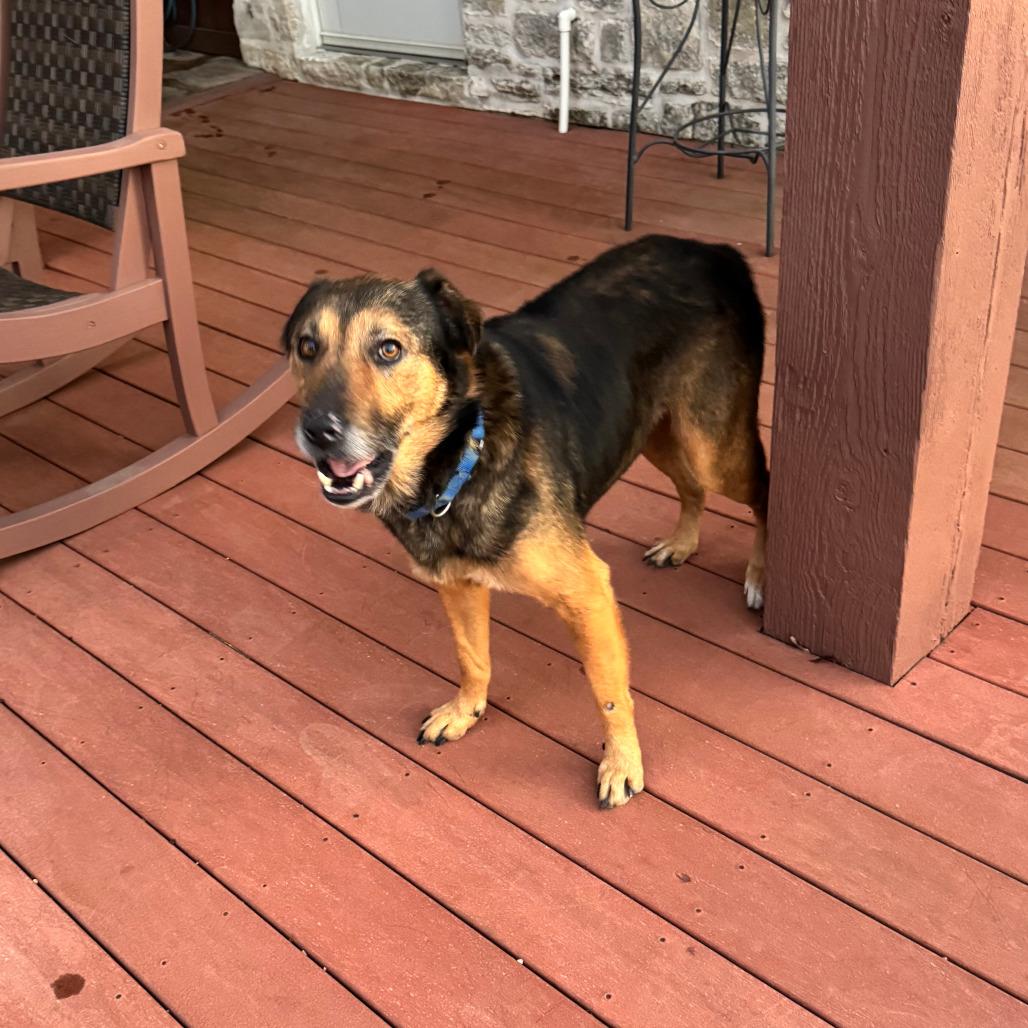 Enlarge Stanley, a Adoptable mixed breed in Kerrville, TX image 5/5