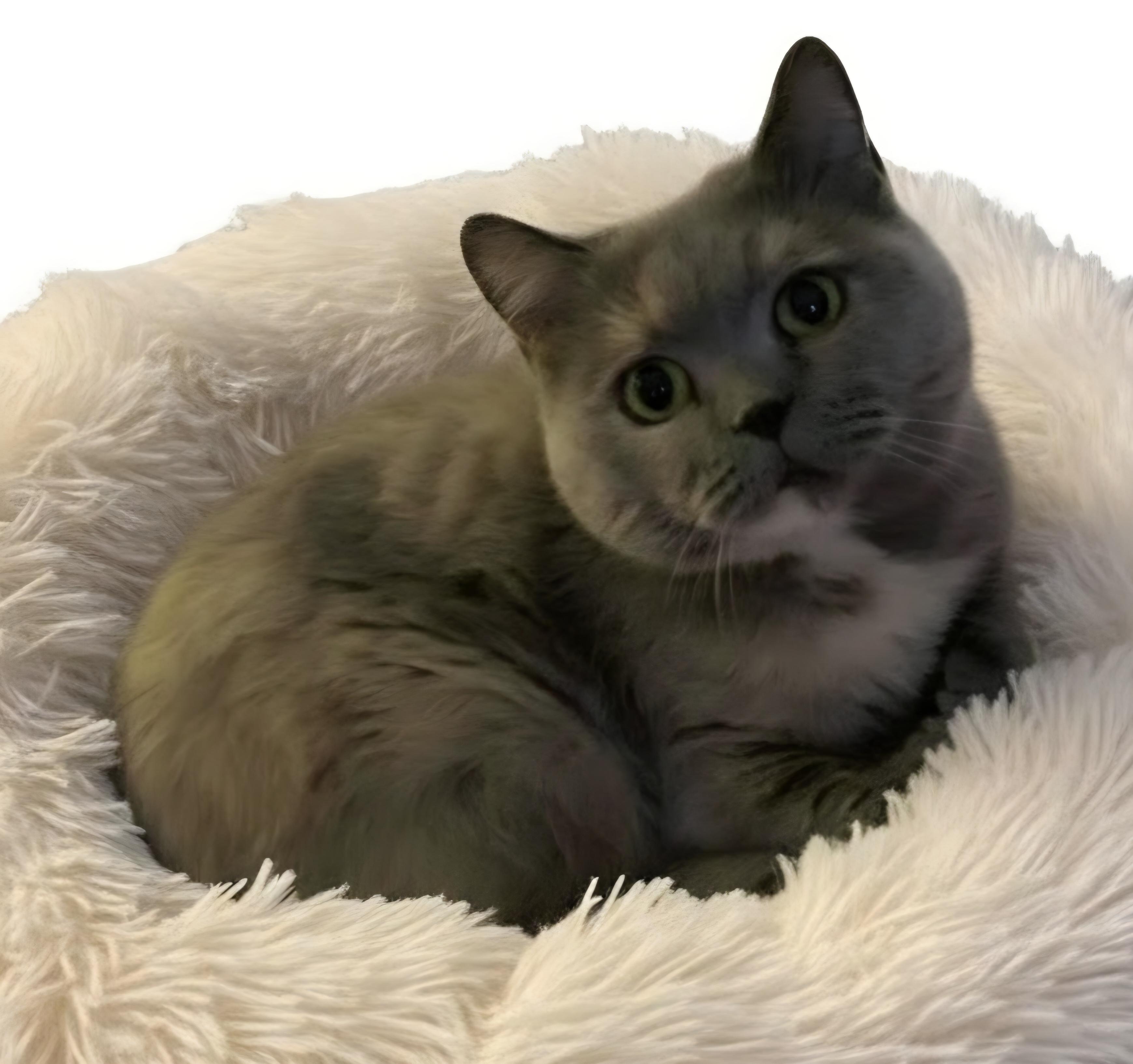 Enlarge Ataota, a Adoptable British Shorthair in Snow Hill, MD image 2/2