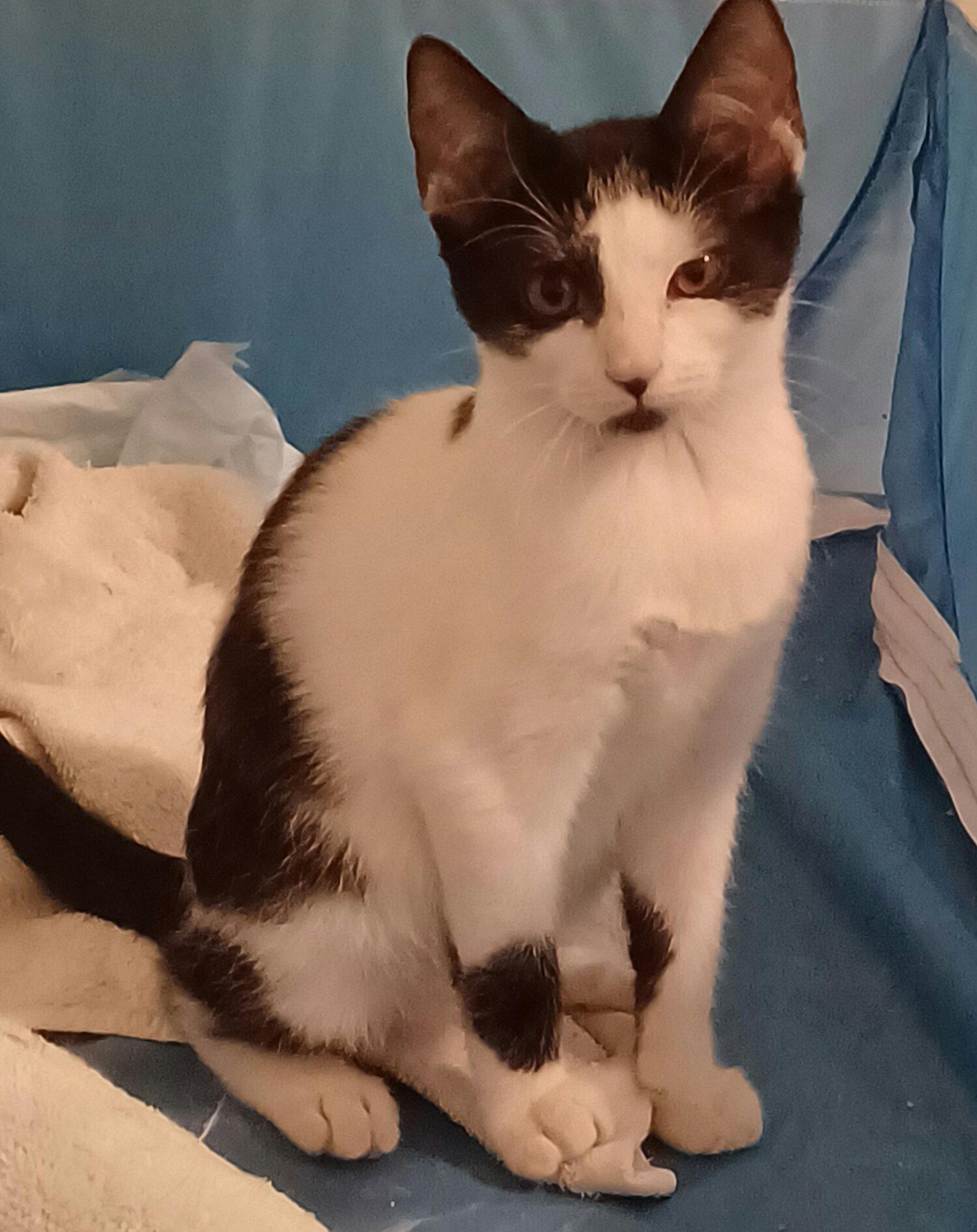 Enlarge Oreo *, a Adoptable Domestic Short Hair in Royal Palm Beach, FL image 1/3