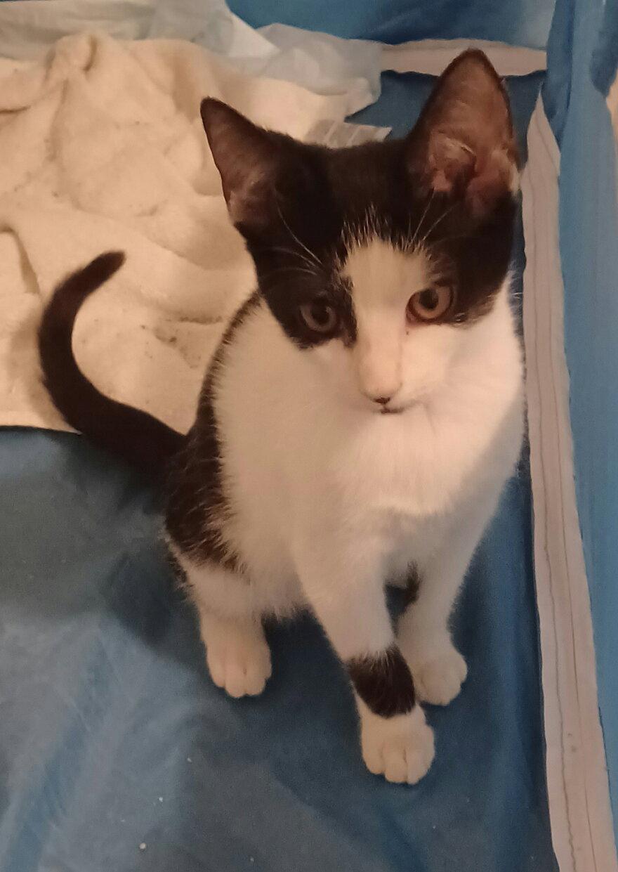 Enlarge Oreo *, a Adoptable Domestic Short Hair in Royal Palm Beach, FL image 2/3