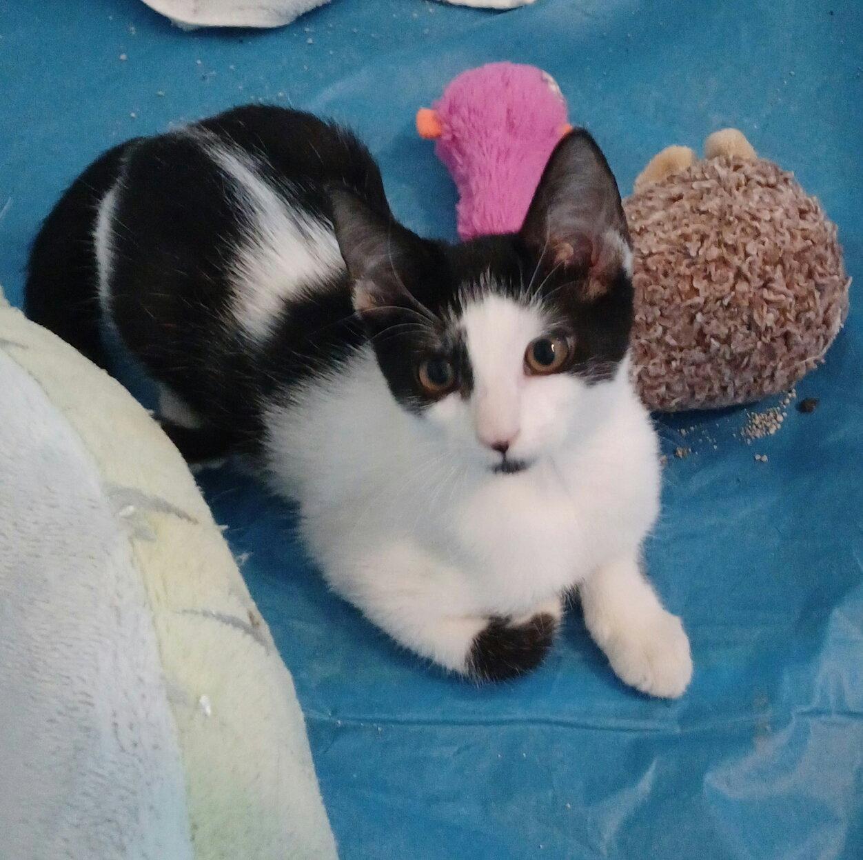 Enlarge Oreo *, a Adoptable Domestic Short Hair in Royal Palm Beach, FL image 3/3