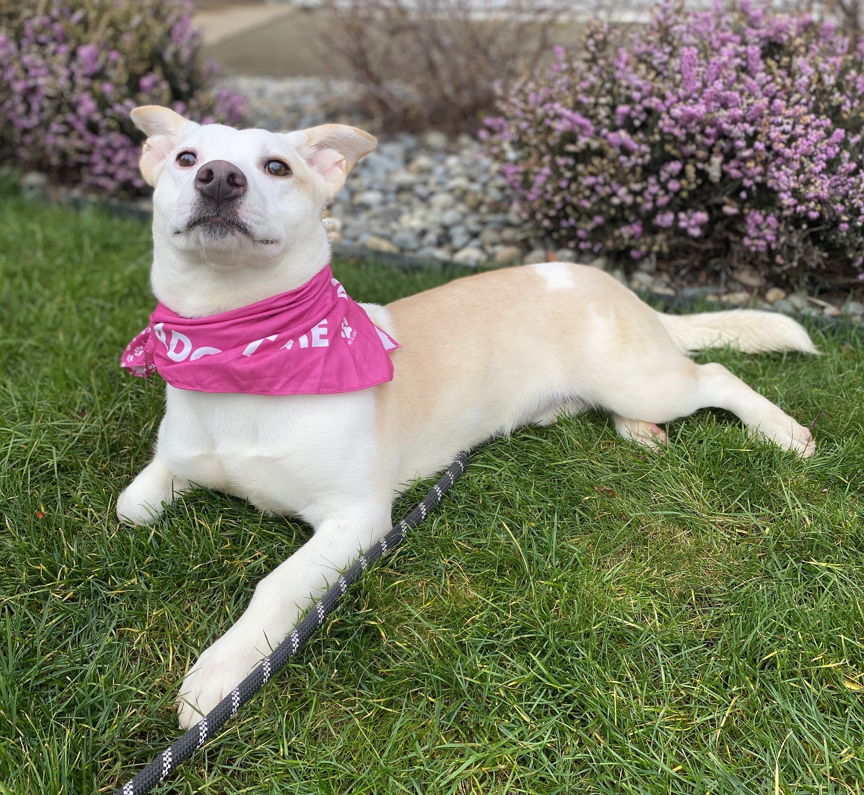 Maryann, a Adoptable mixed breed in lynnwood , WA image 5/6