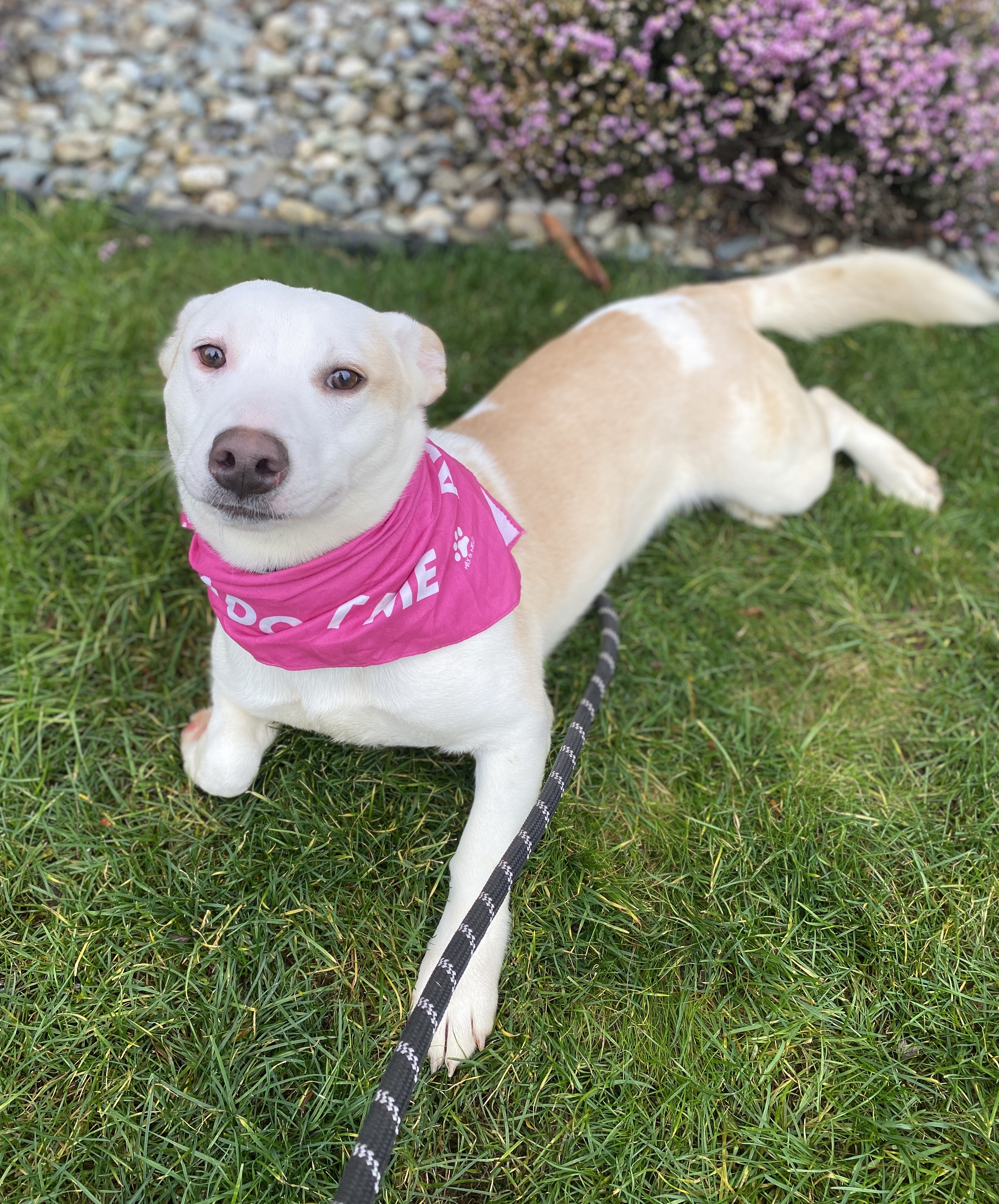 Maryann, a Adoptable mixed breed in lynnwood , WA image 3/6
