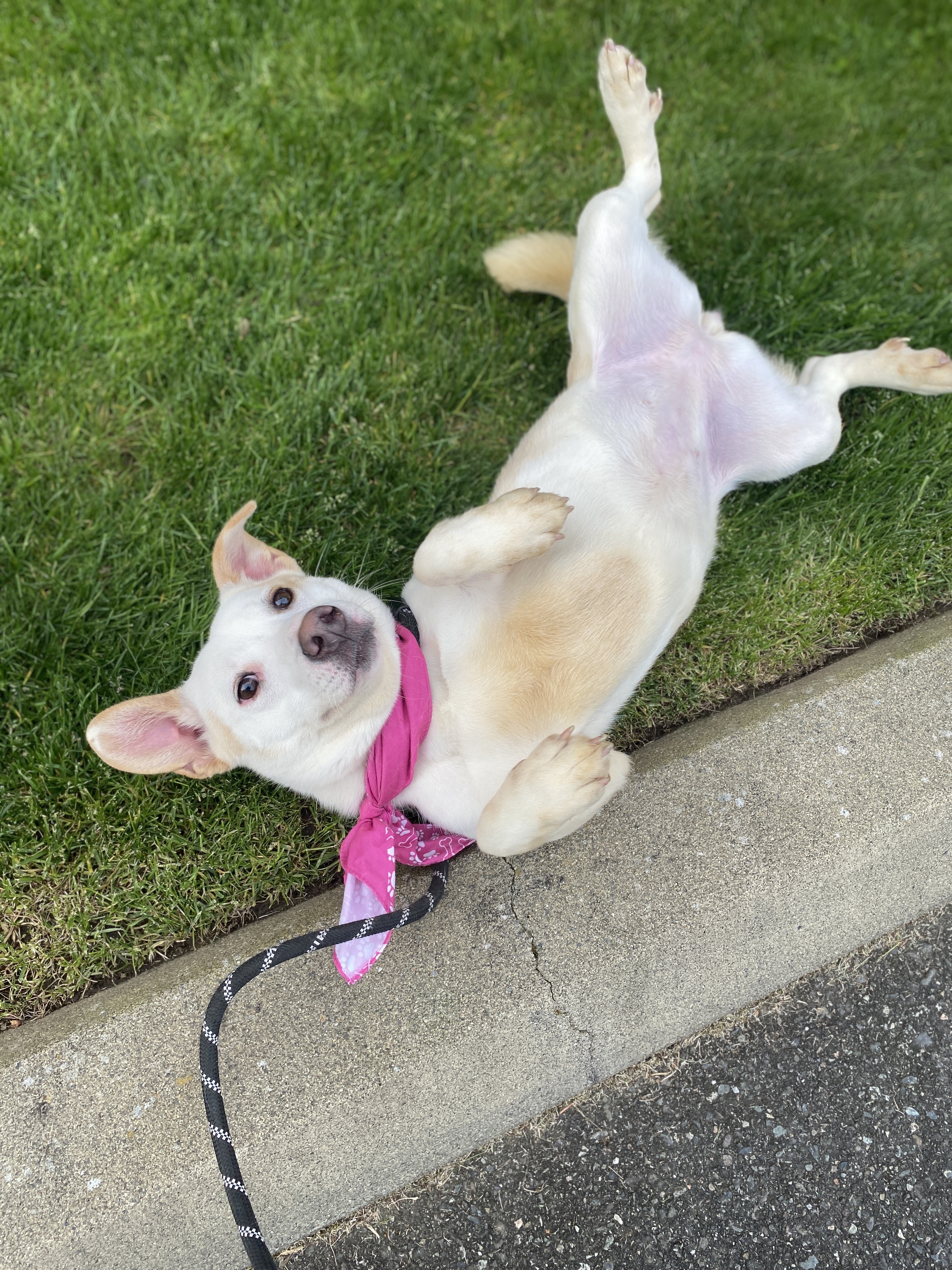 Maryann, a Adoptable mixed breed in lynnwood , WA image 1/6