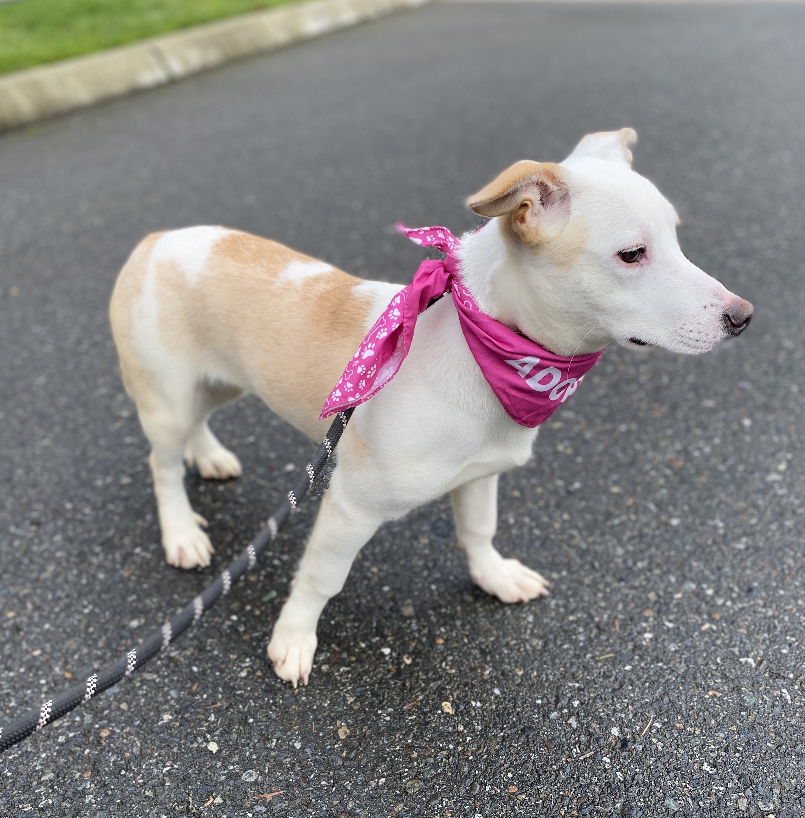 Maryann, a Adoptable mixed breed in lynnwood , WA image 4/6