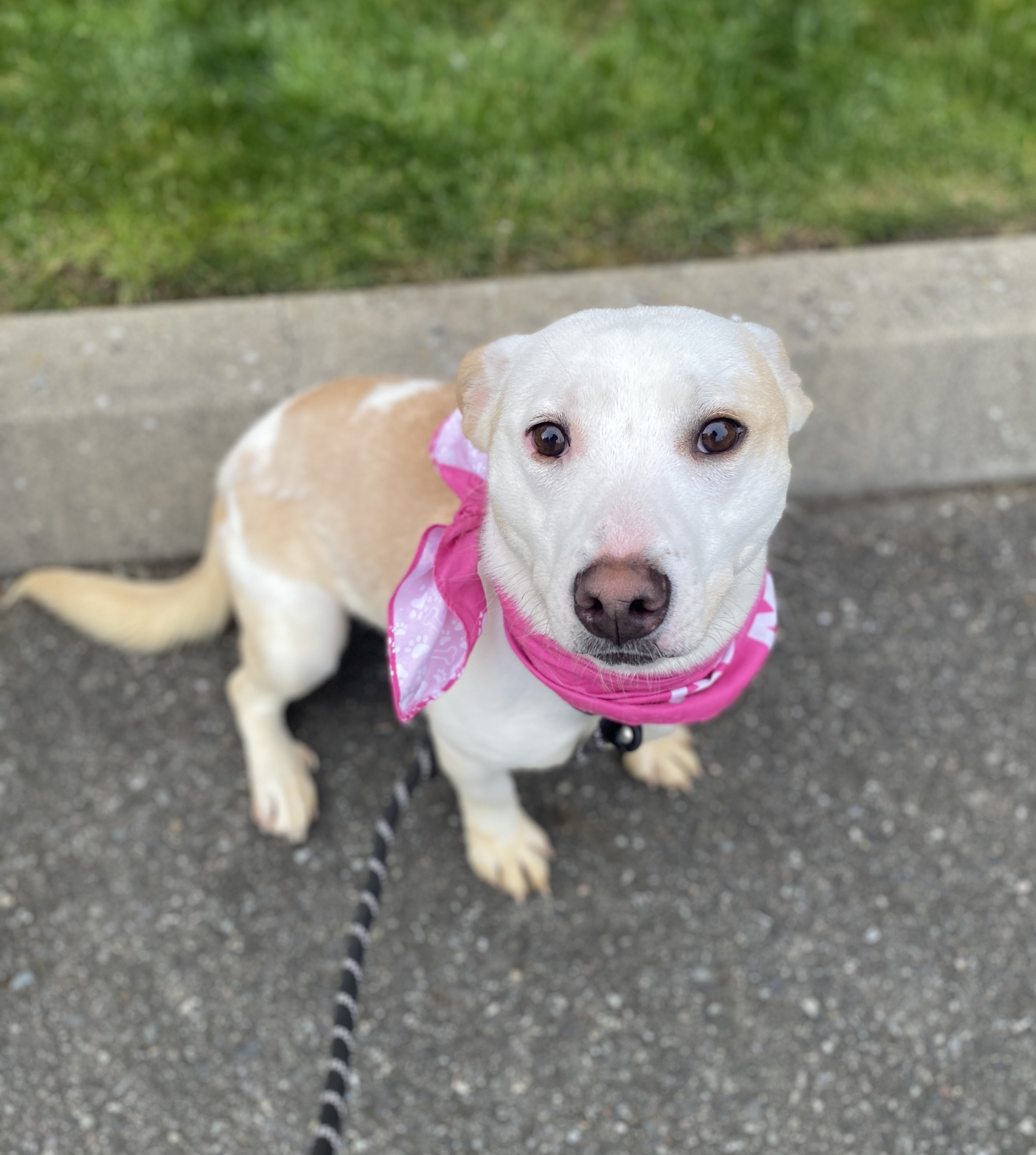 Maryann, a Adoptable mixed breed in lynnwood , WA image 2/6