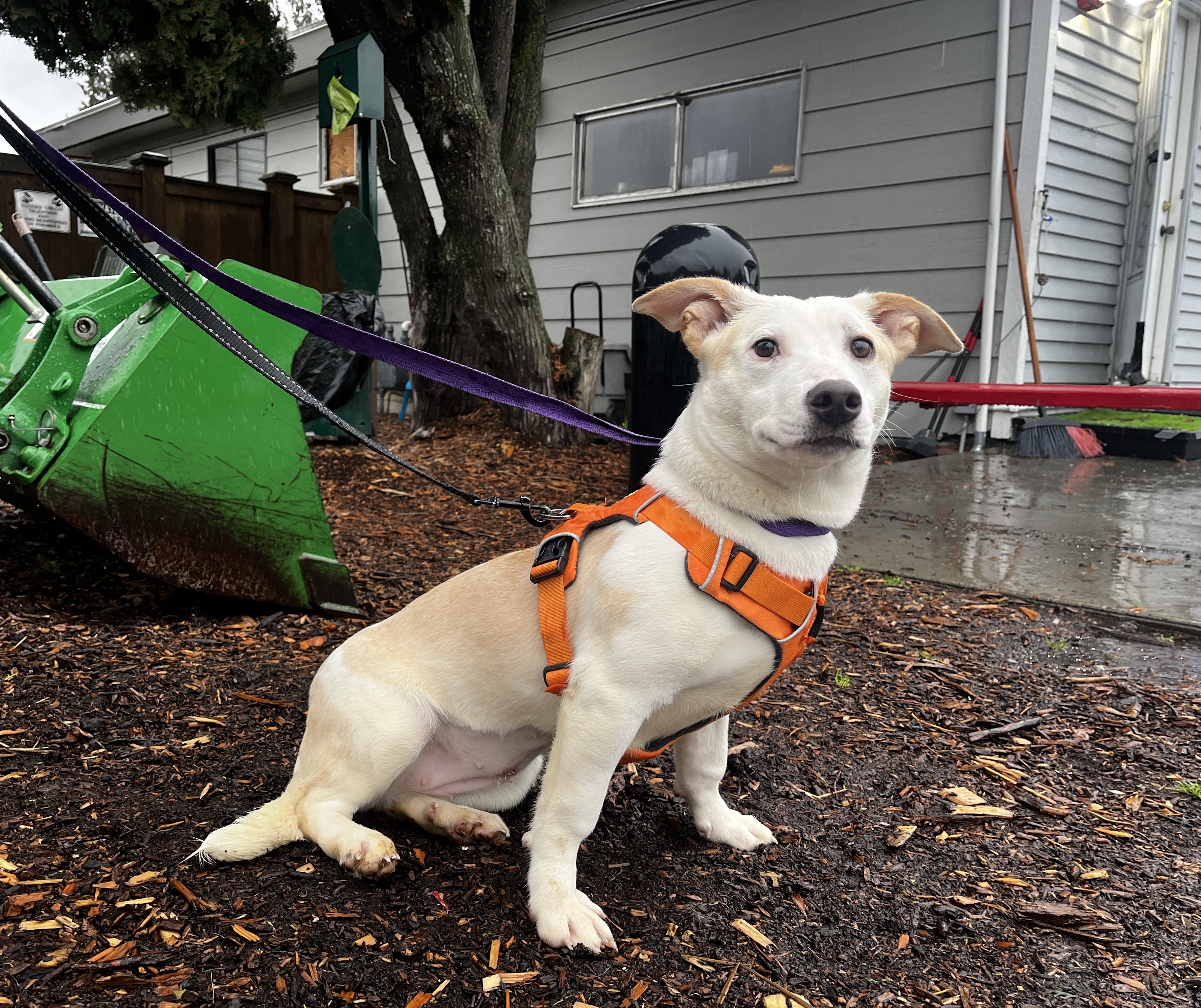 Maryann, a Adoptable mixed breed in lynnwood , WA image 6/6