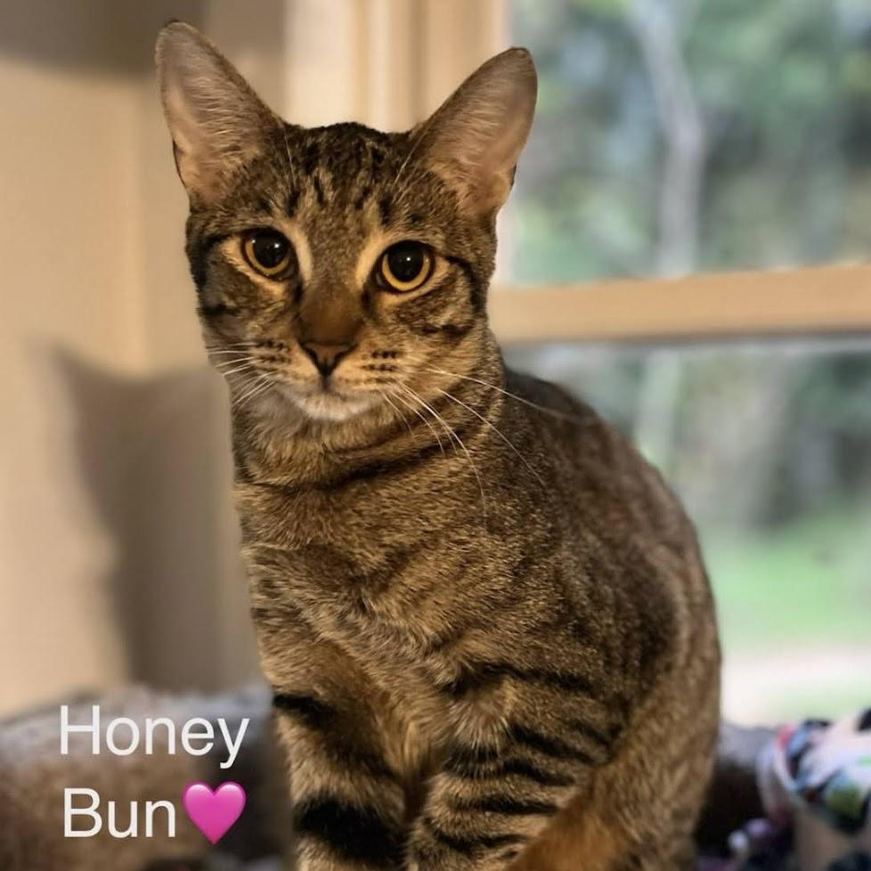 Honey Bun, Adoptable, Adult Female Domestic Short Hair.