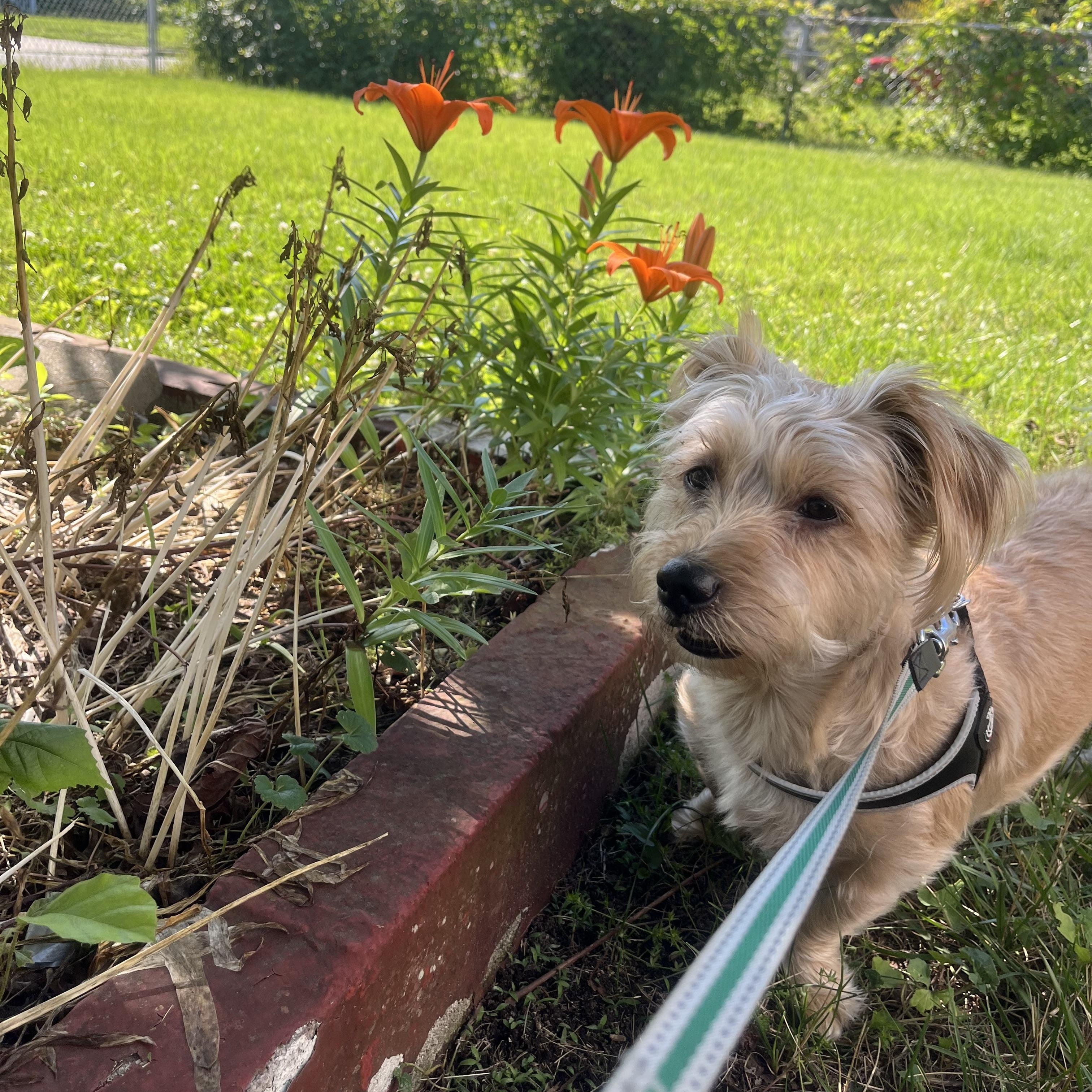 Lola Faye, ADOPTABLE, Adult Female Yorkshire Terrier.