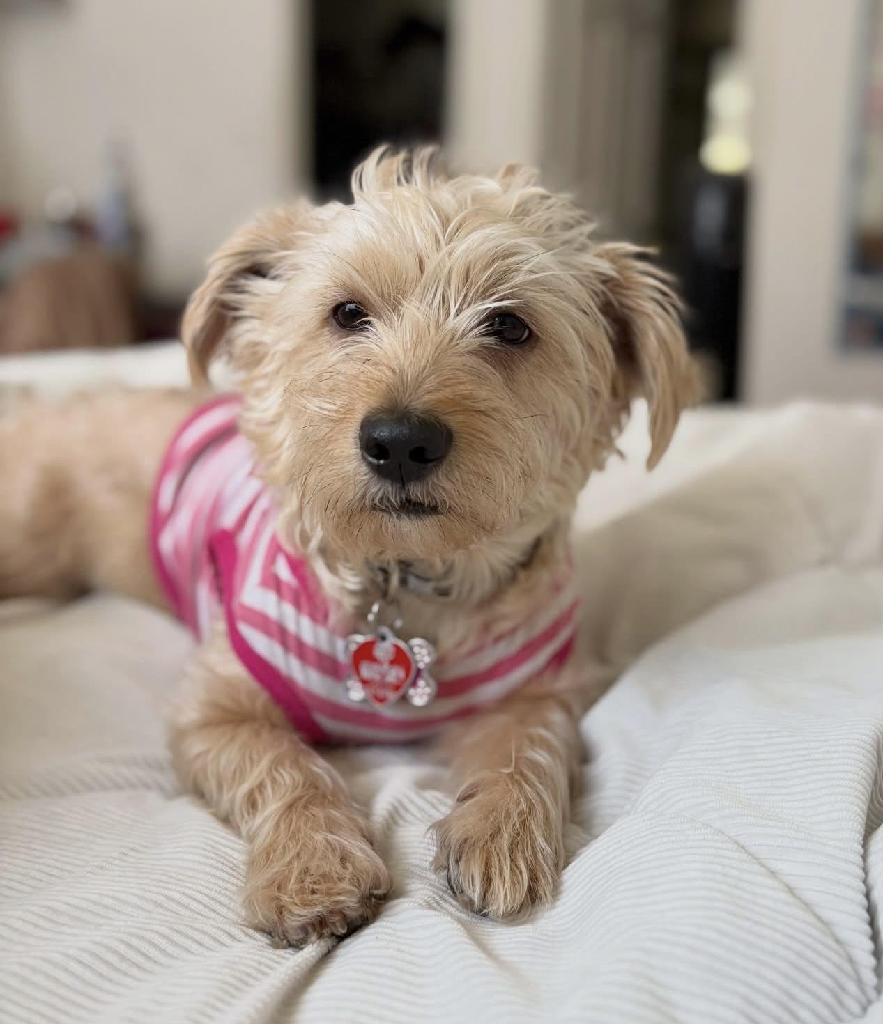 Lola Faye, ADOPTABLE, Young Female Yorkshire Terrier.