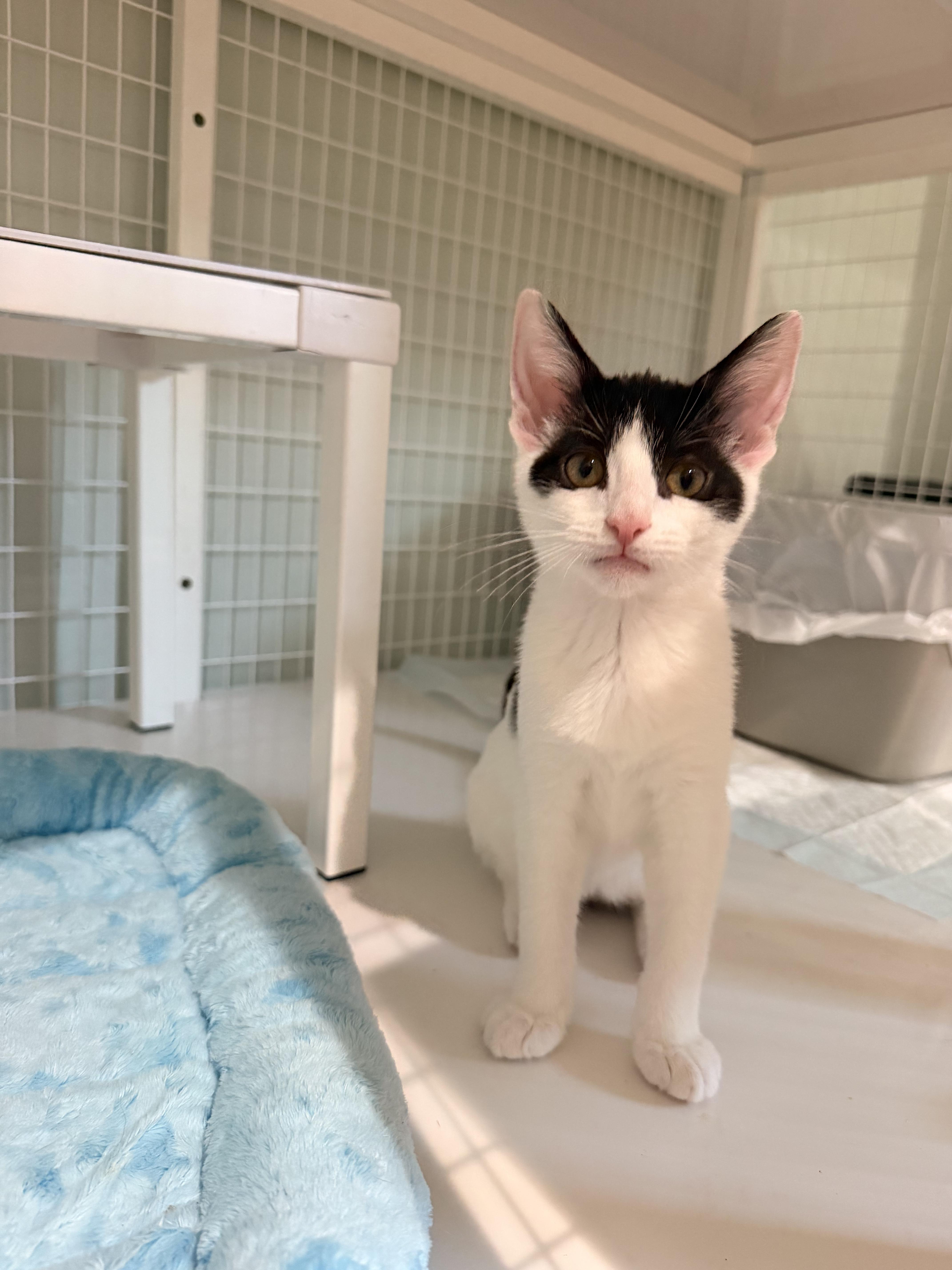 Mermaid, ADOPTABLE, Kitten Female Domestic Short Hair.
