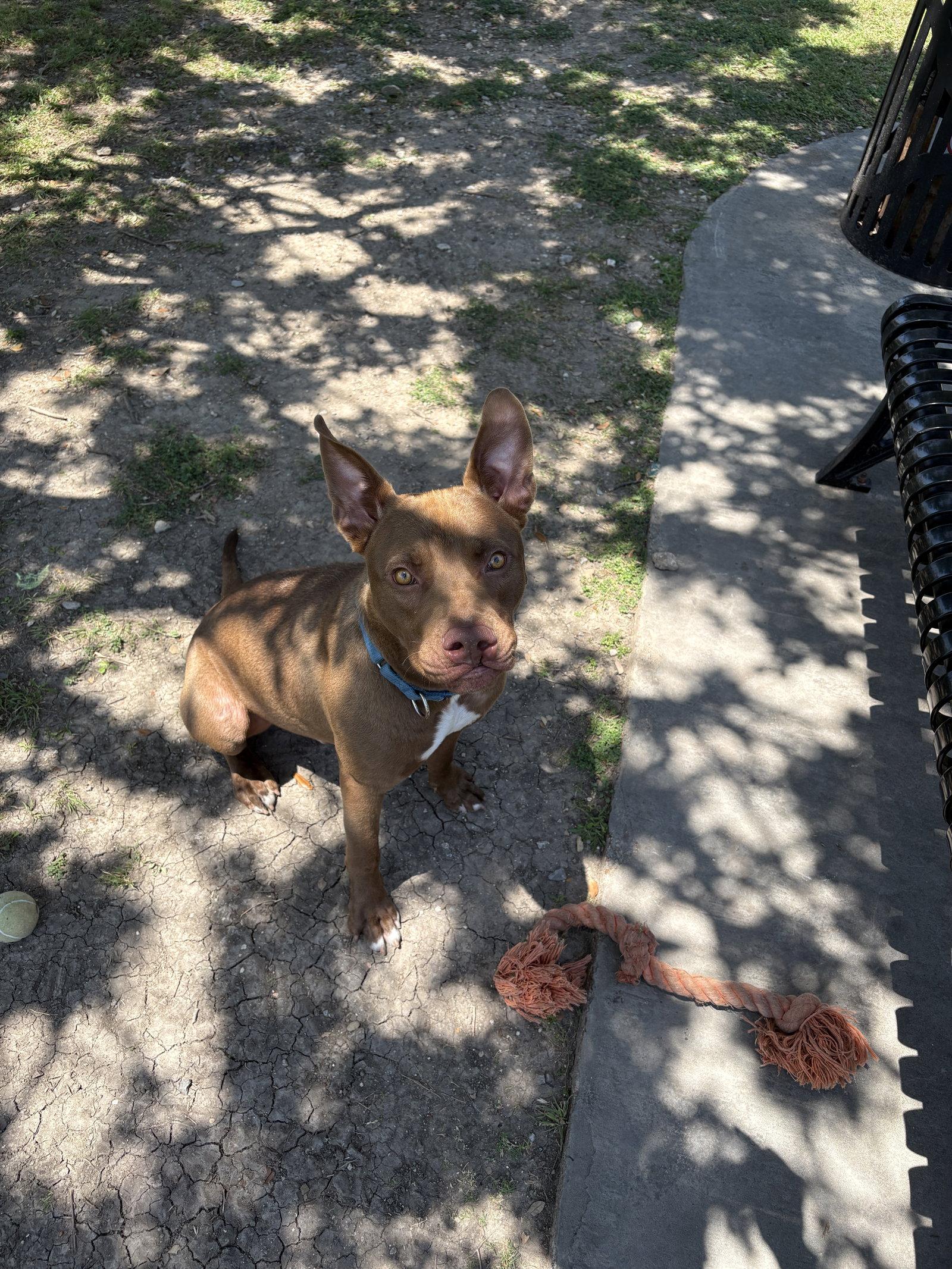 Sabertooth, a Adoptable mixed breed in Richardson, TX image 1/3