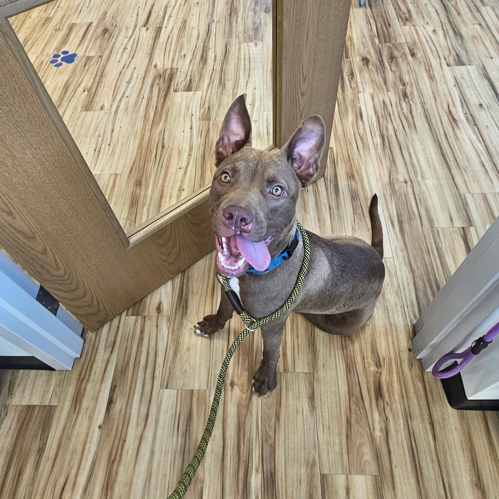 Sabertooth, a Adoptable mixed breed in Richardson, TX image 2/3