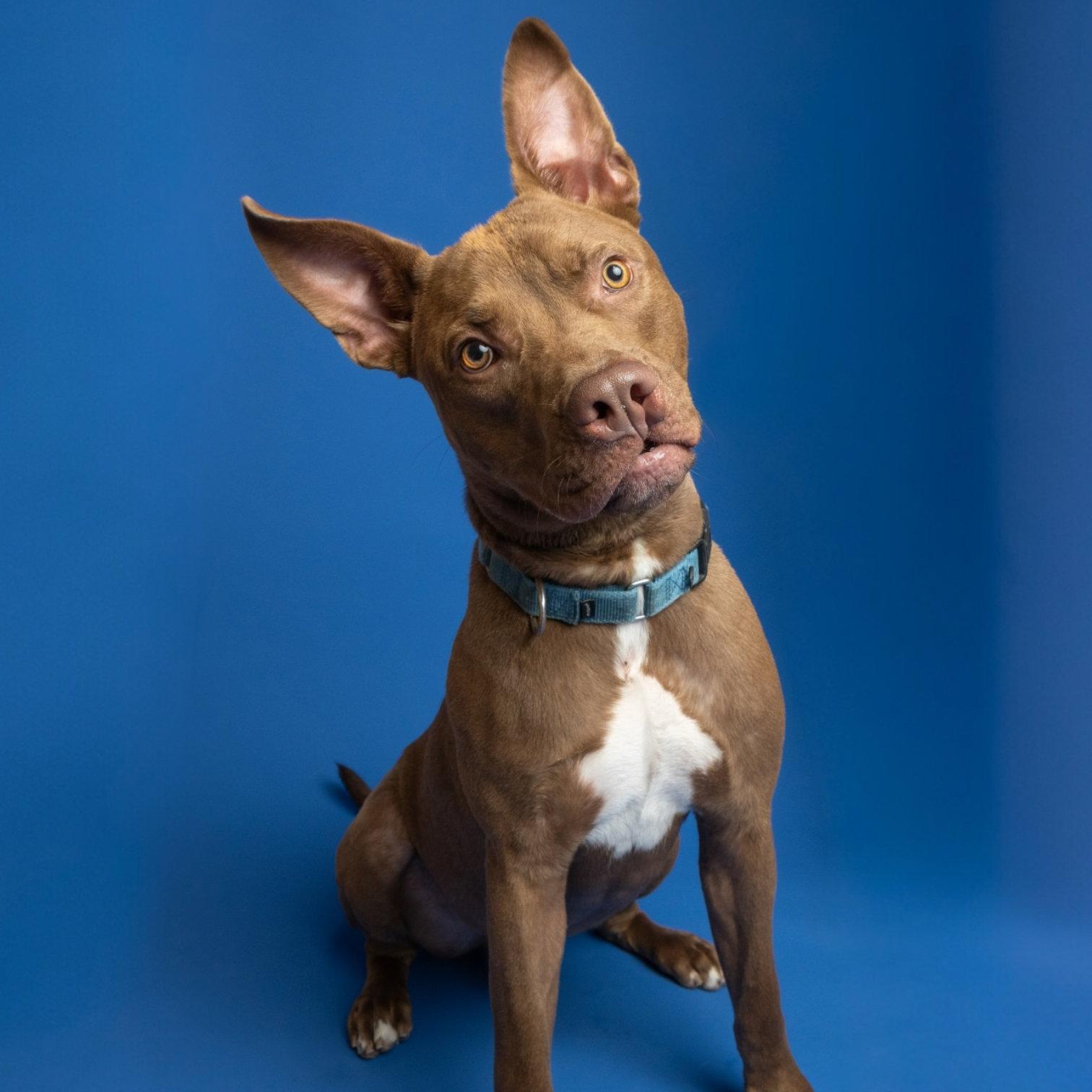 Sabertooth, a Adoptable mixed breed in Richardson, TX image 3/3