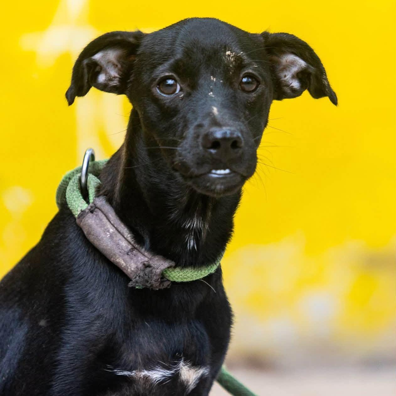 Zola, Adoptable, Puppy Female Whippet & Hound.