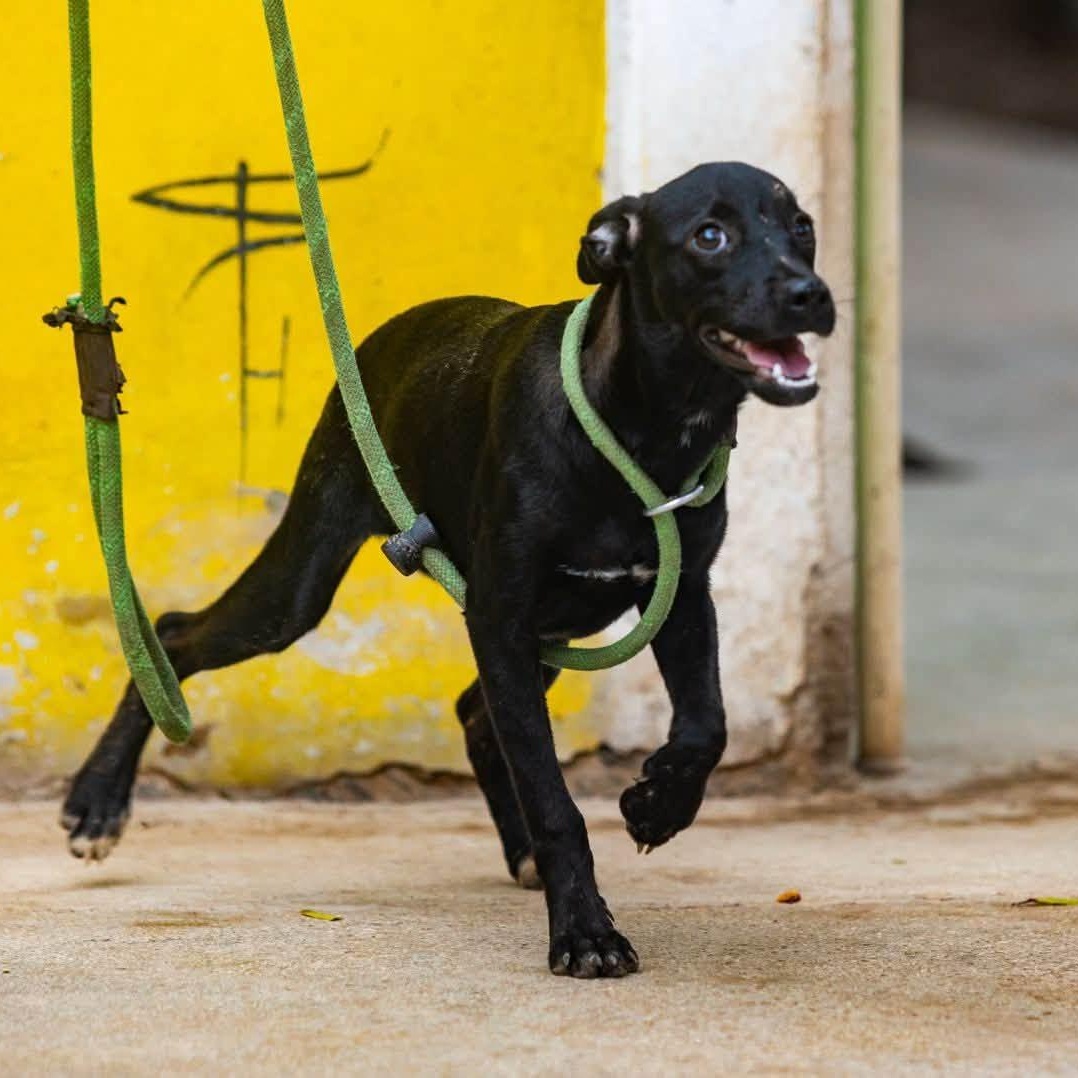Enlarge Zola, a Adoptable mixed breed in Williamsburg, ON image 2/3