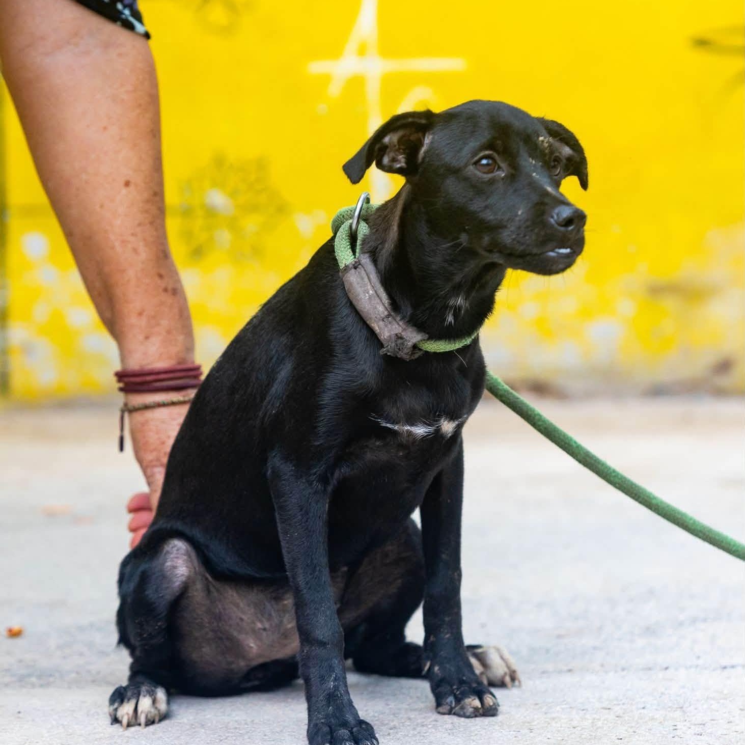 Enlarge Zola, a Adoptable mixed breed in Williamsburg, ON image 3/3