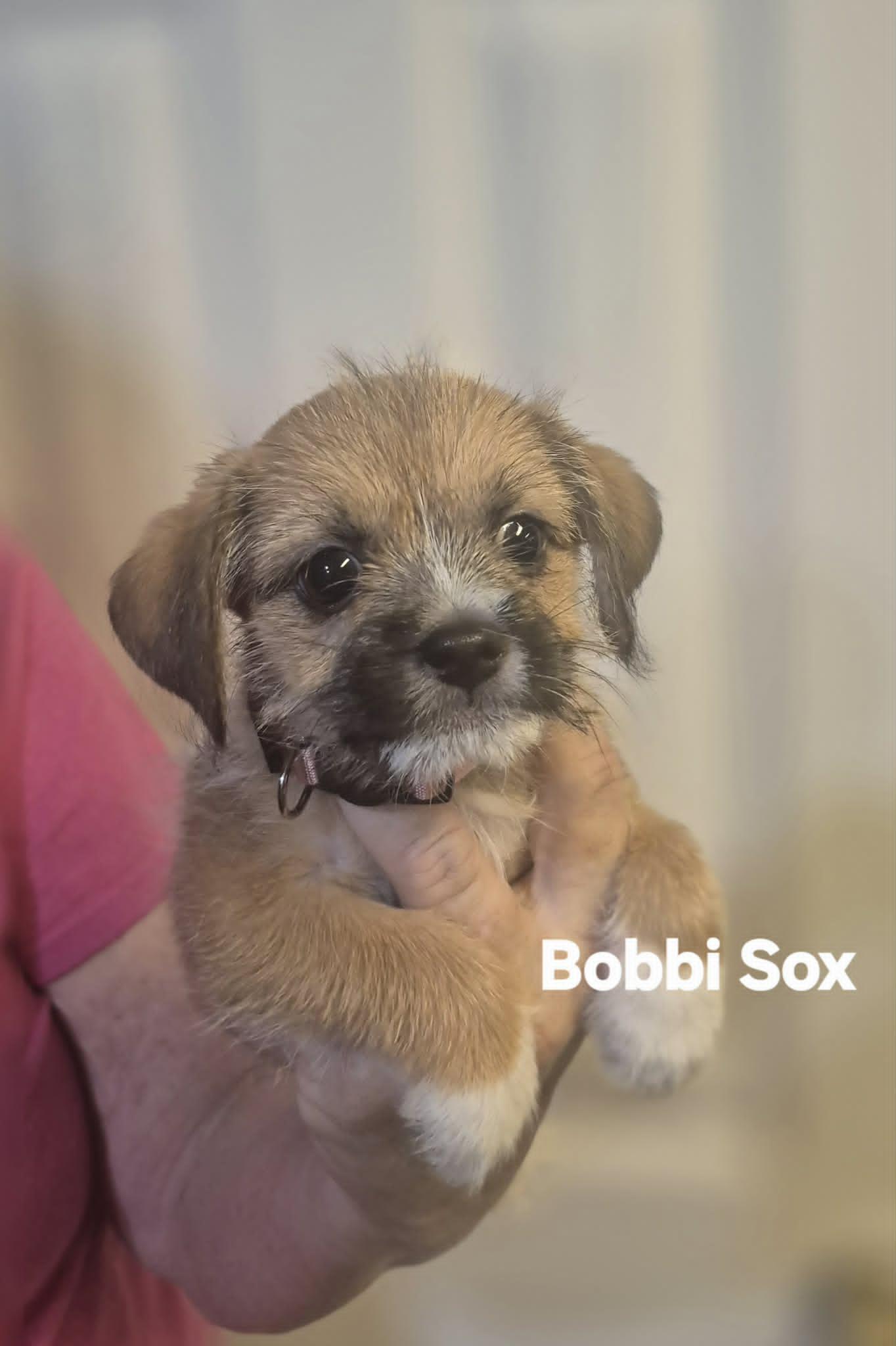 Bobbi Sox and Pom Pom, adopted, Puppy Female Yorkie Poo & Shih Tzu.