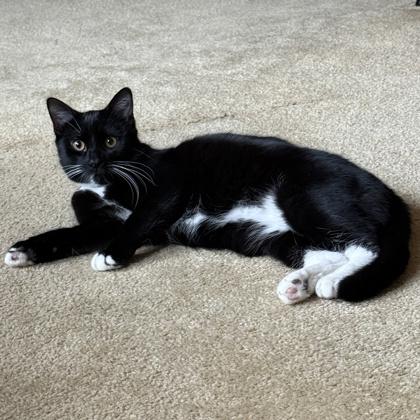 Enlarge Wren, a Adoptable mixed breed in Elk Grove Village, IL image 1/3